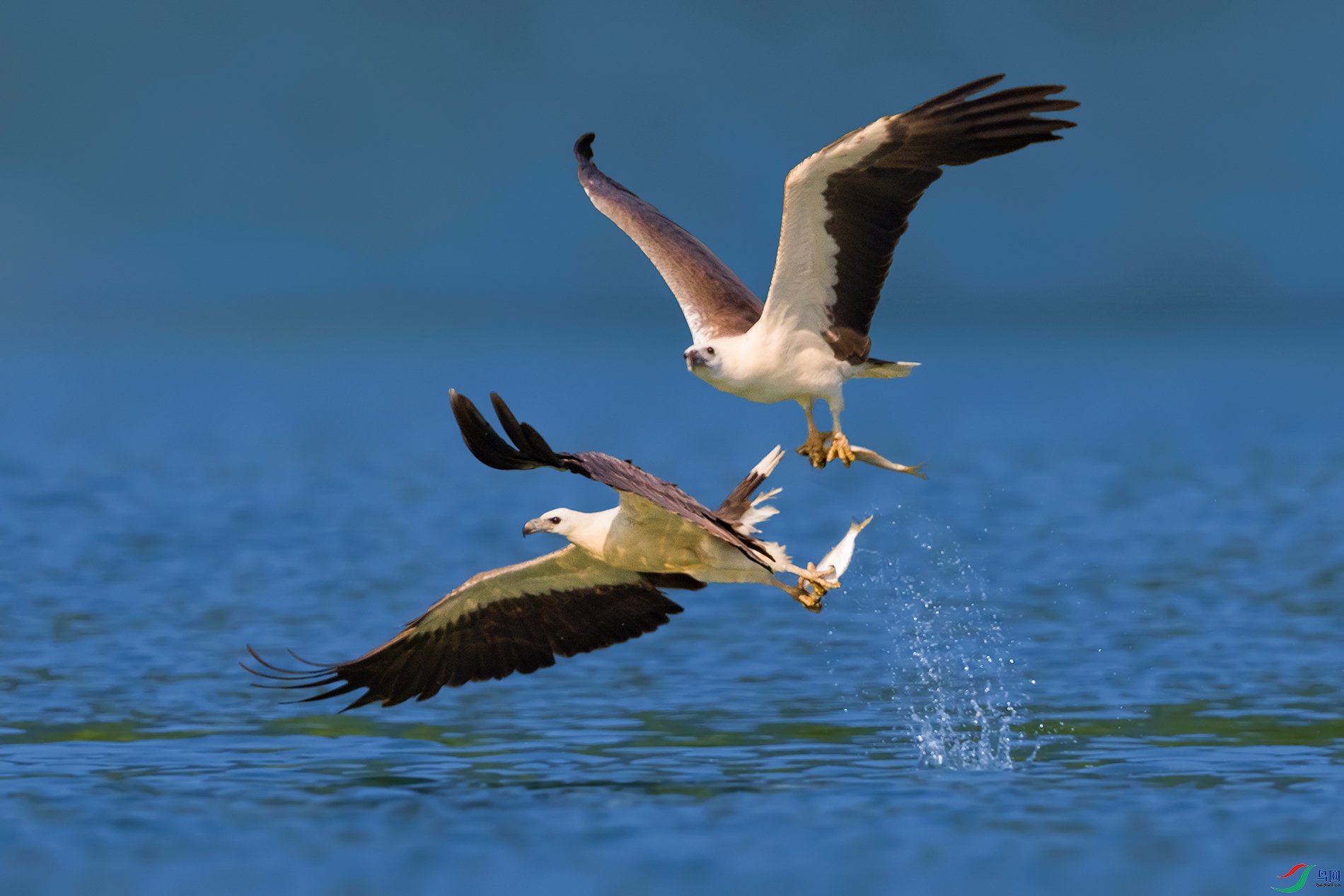 �׸�����----˫���ż�