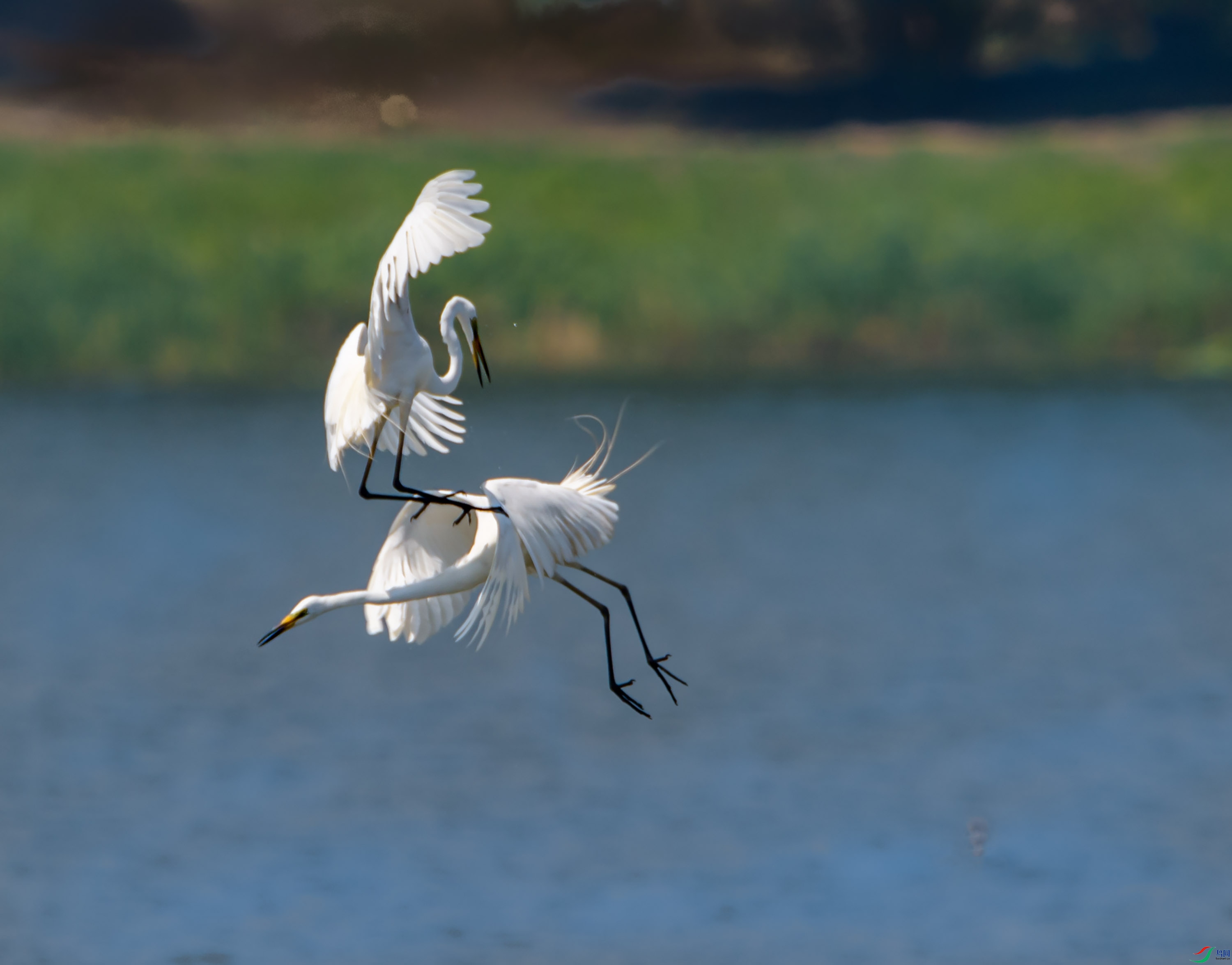 DSC_2781 --���.jpg