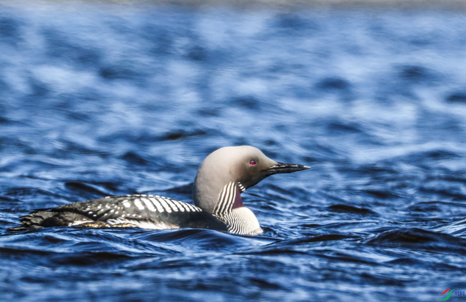 �ں�Ǳ����� ����.jpg