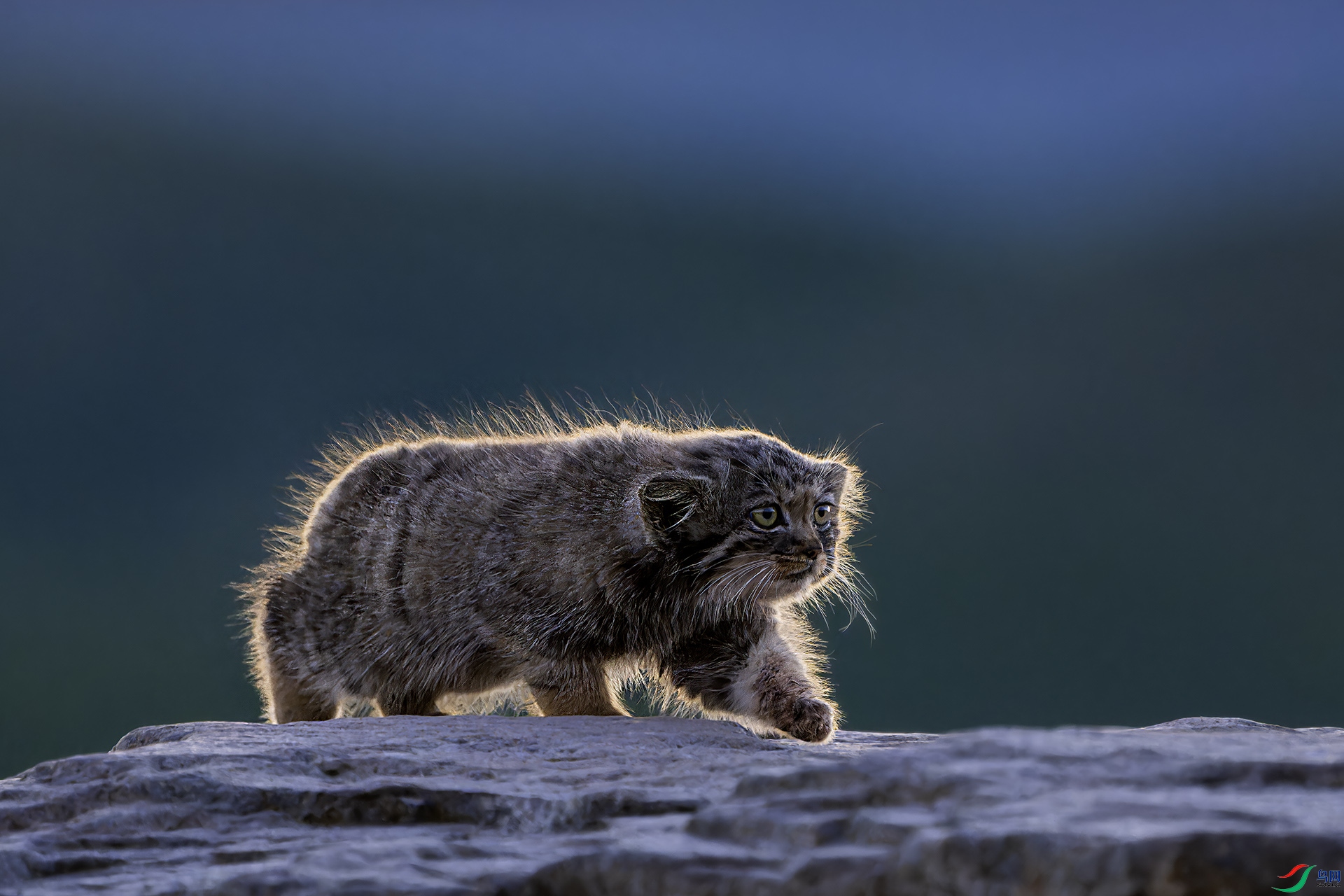 _CYG8736-NEF_DxO_DeepPRIMEXD ����.jpg