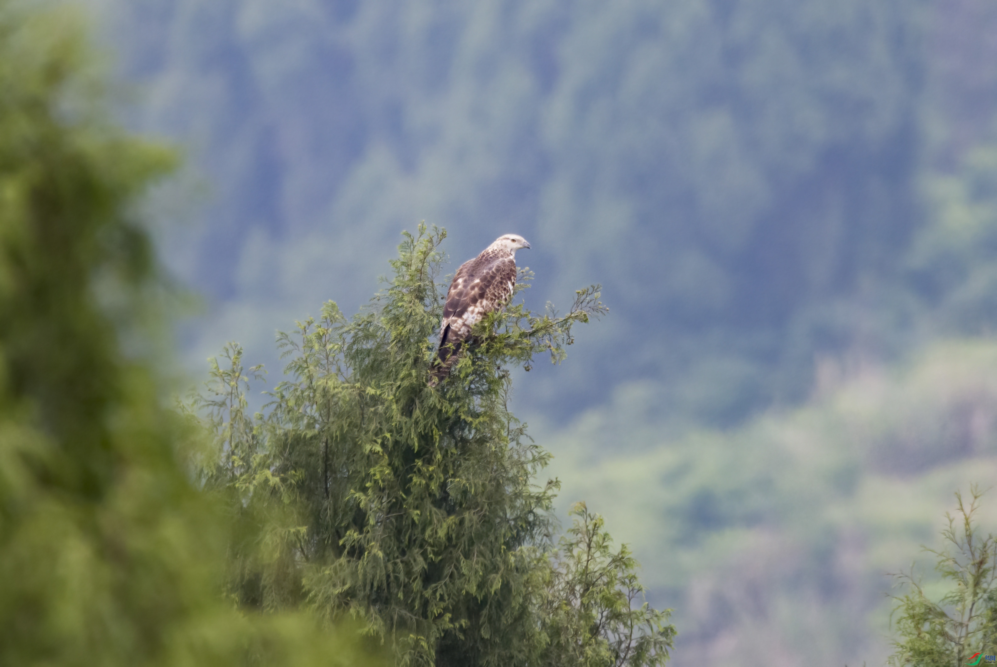 DSC_9810.jpg