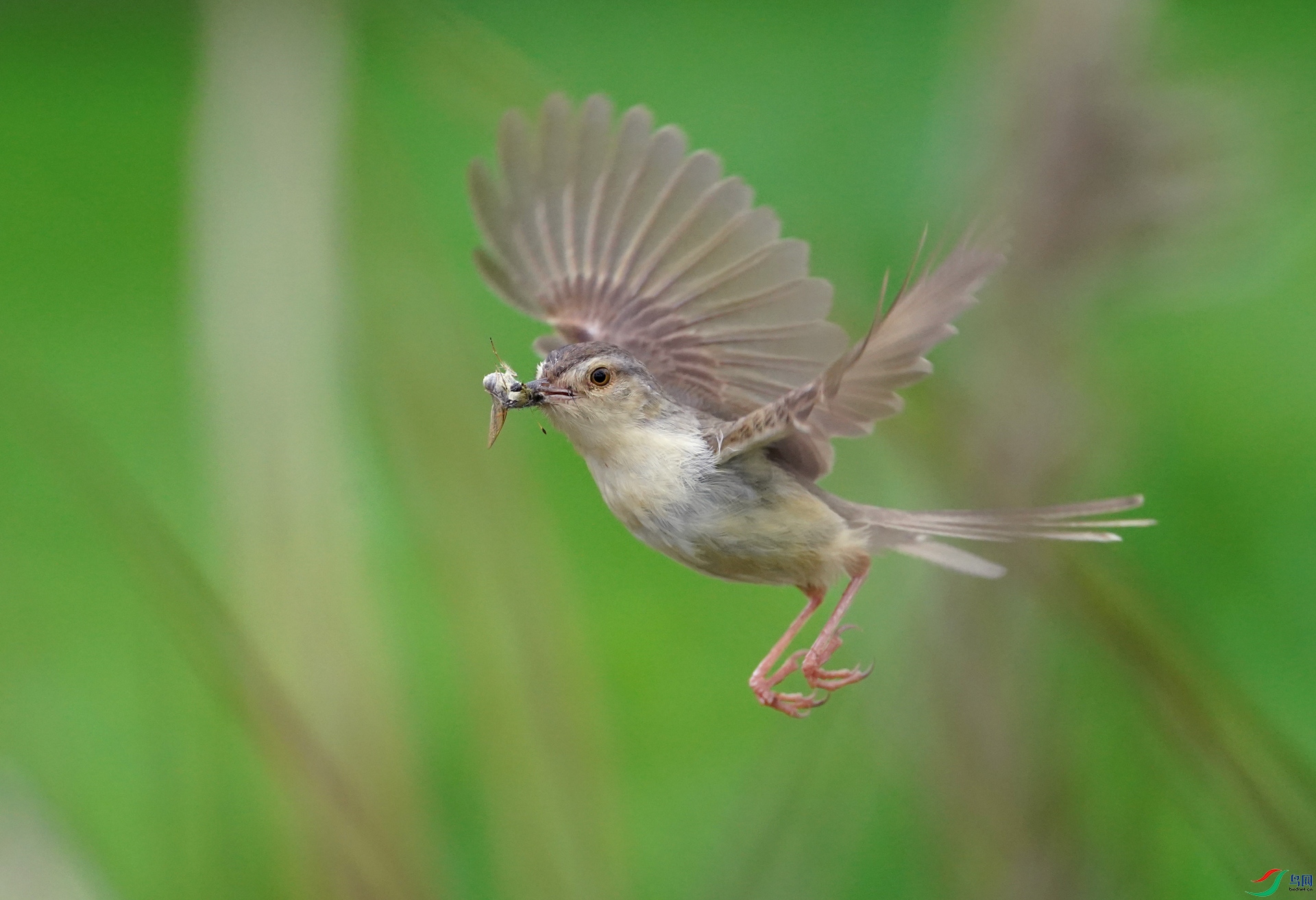 DSC08252AB.jpg