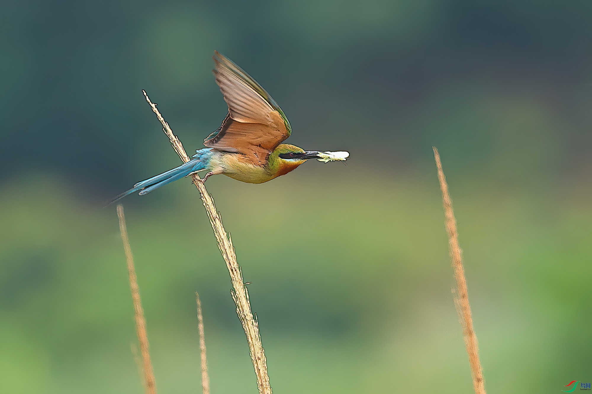 ������ʳ