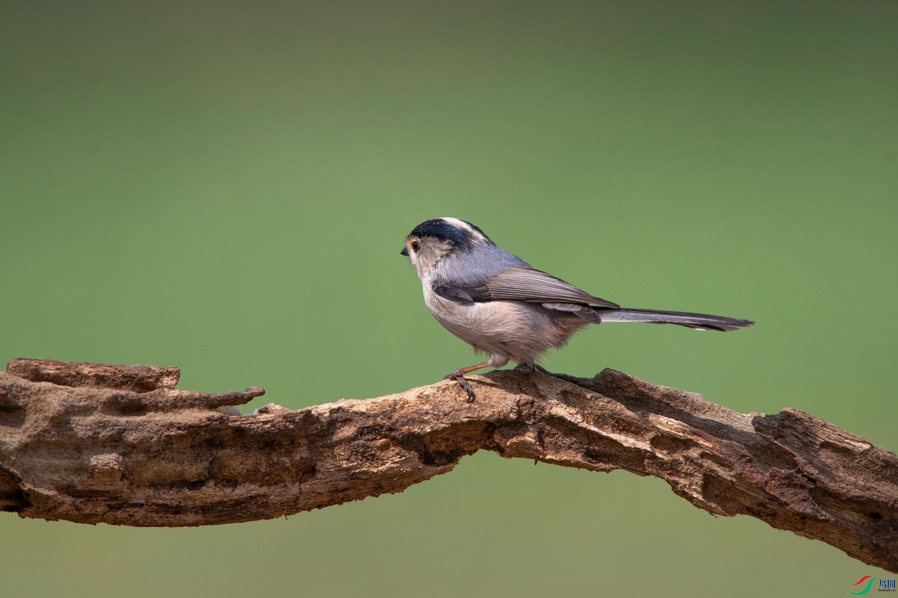 ������βɽȸ