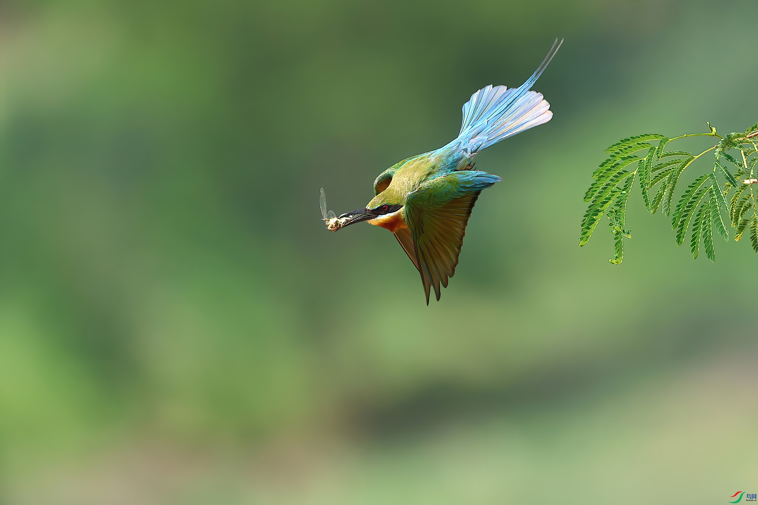 ��ʳ����