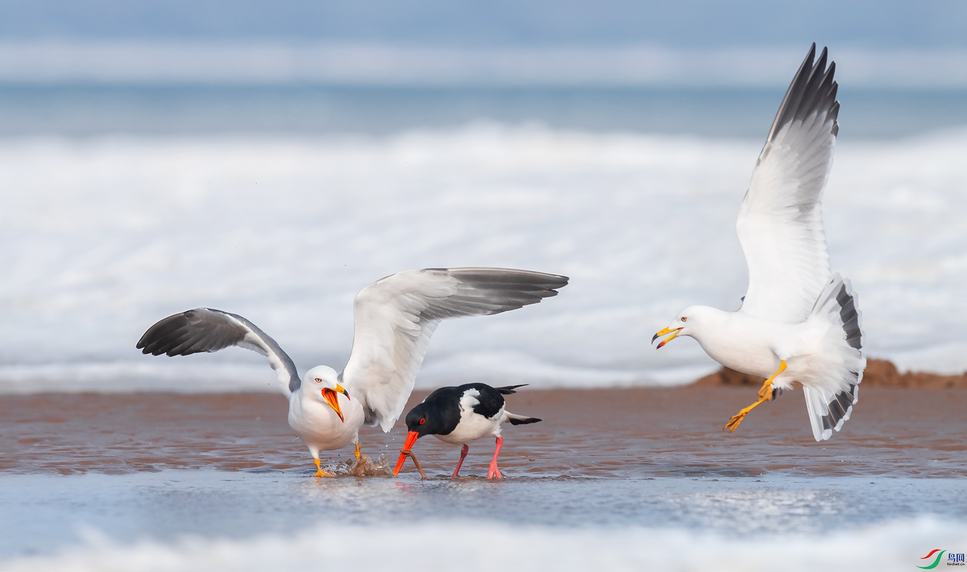 ��Ÿ������