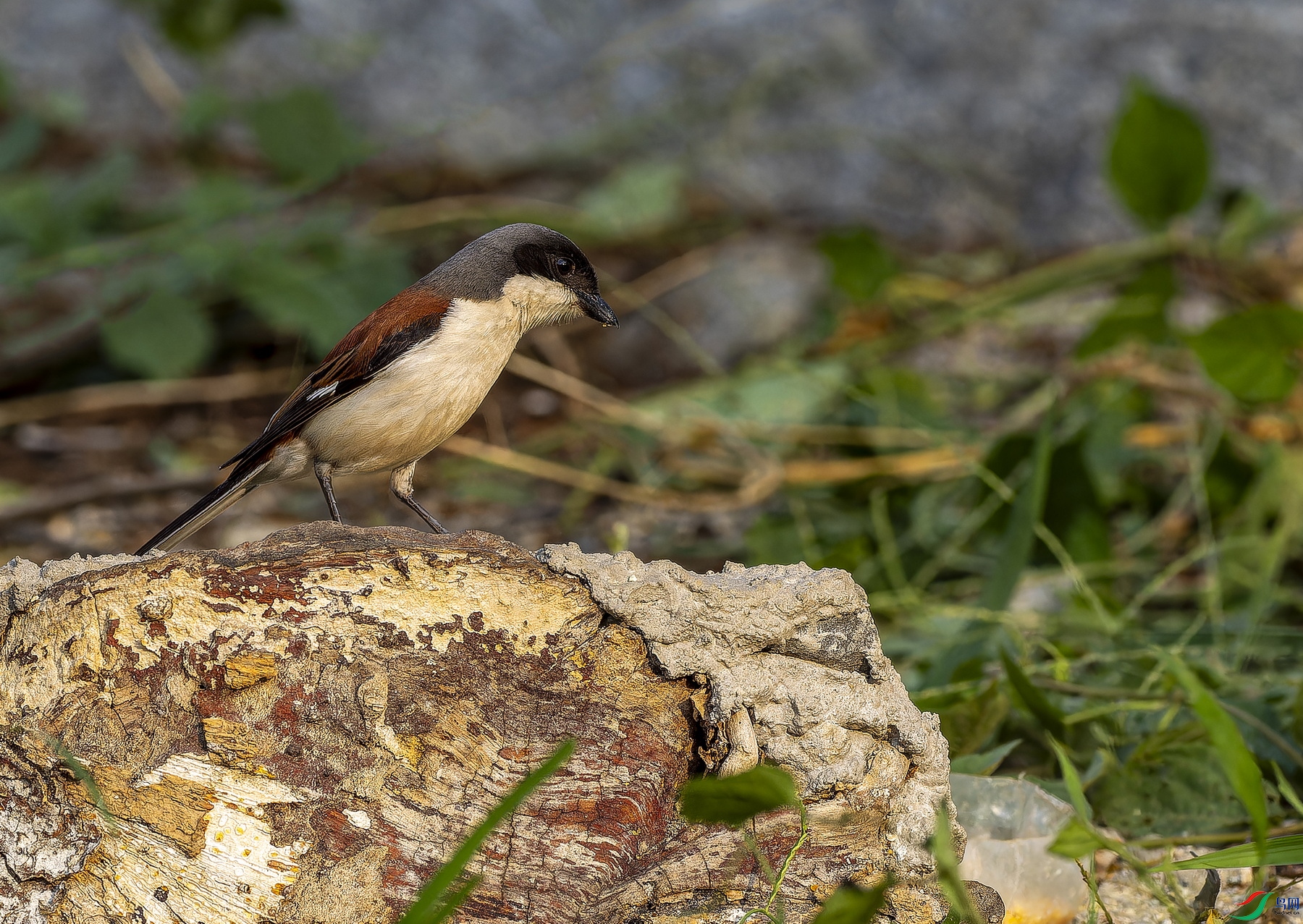 �������� (3)-1.jpg