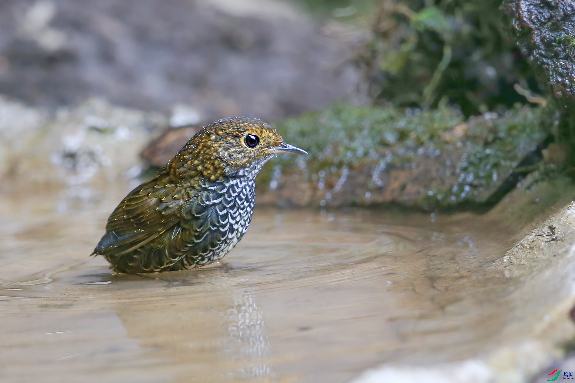 a_1628-1.jpg