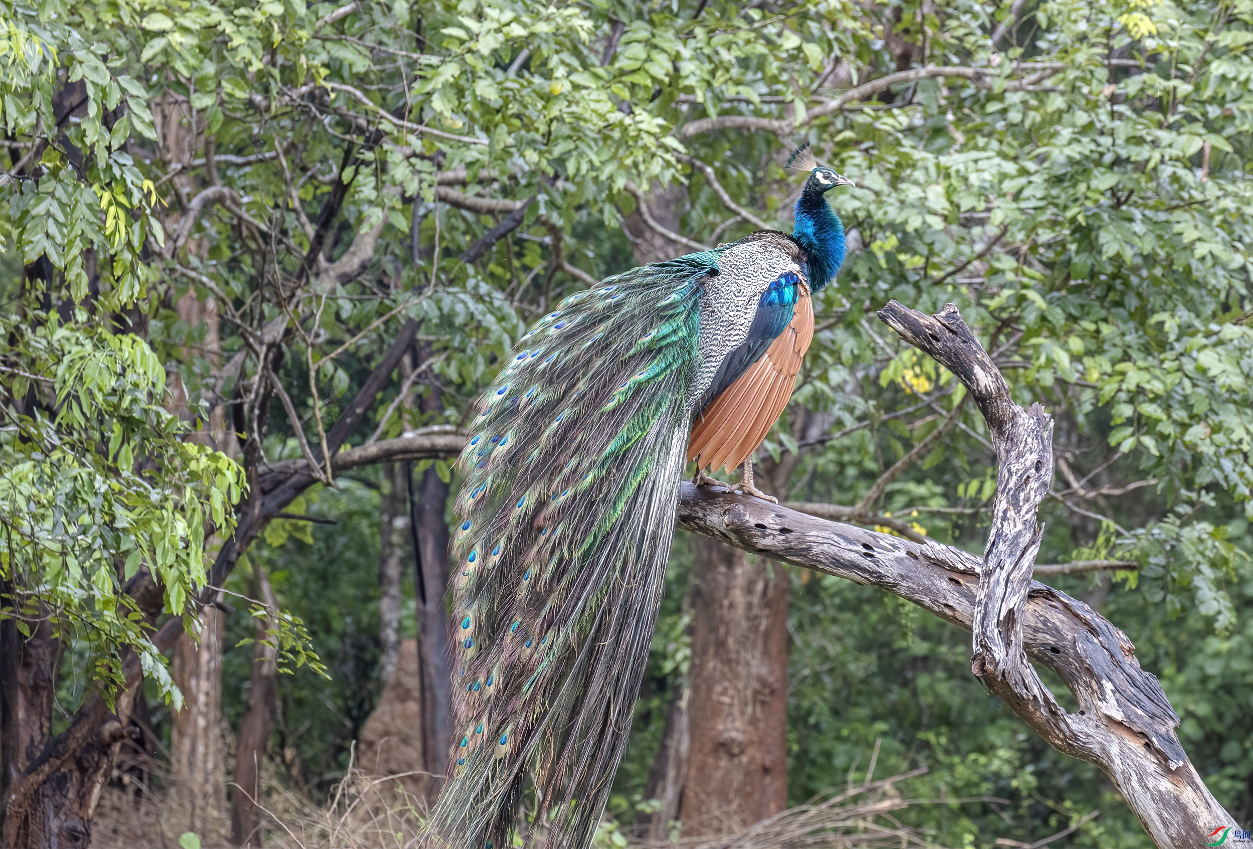 CB0A0683 ����.jpg