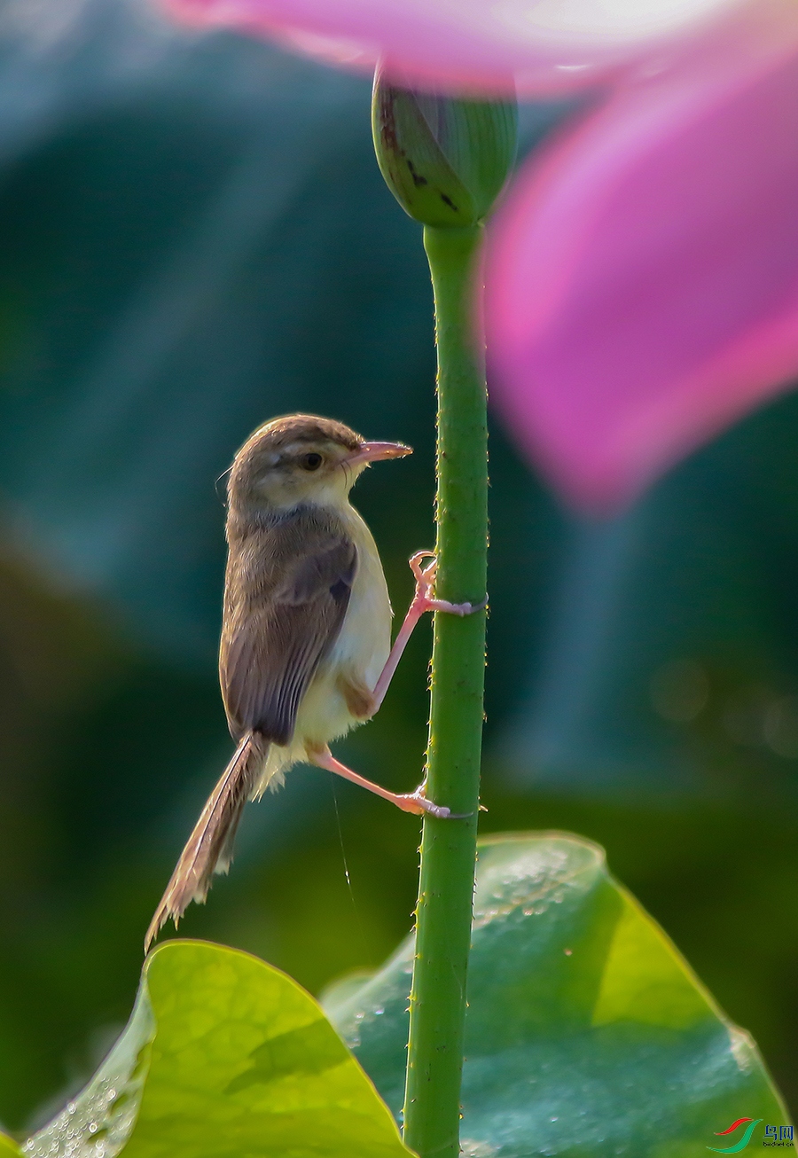 IMG_4315 ���� 4.jpg