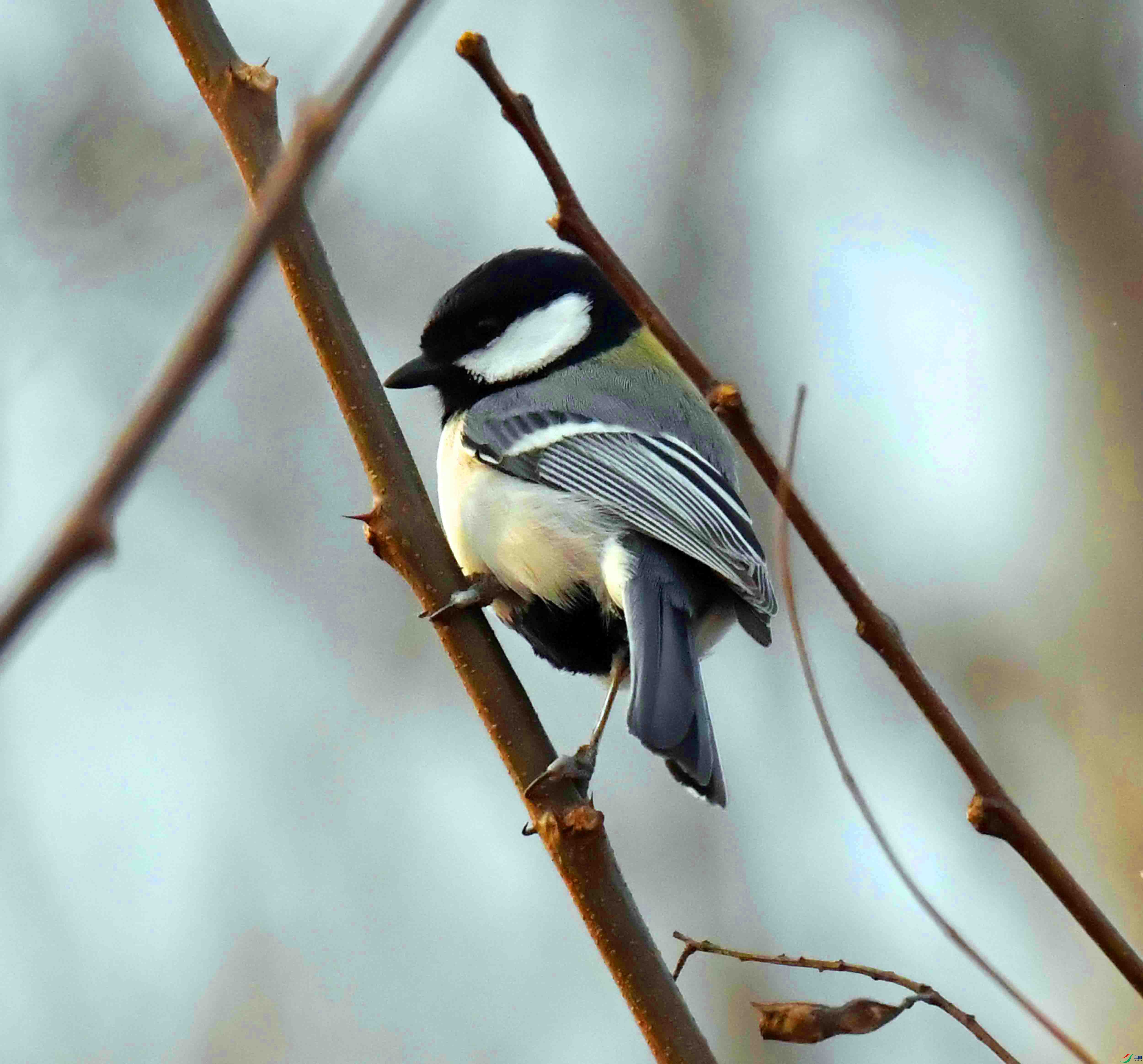 DSC_2683.JPG