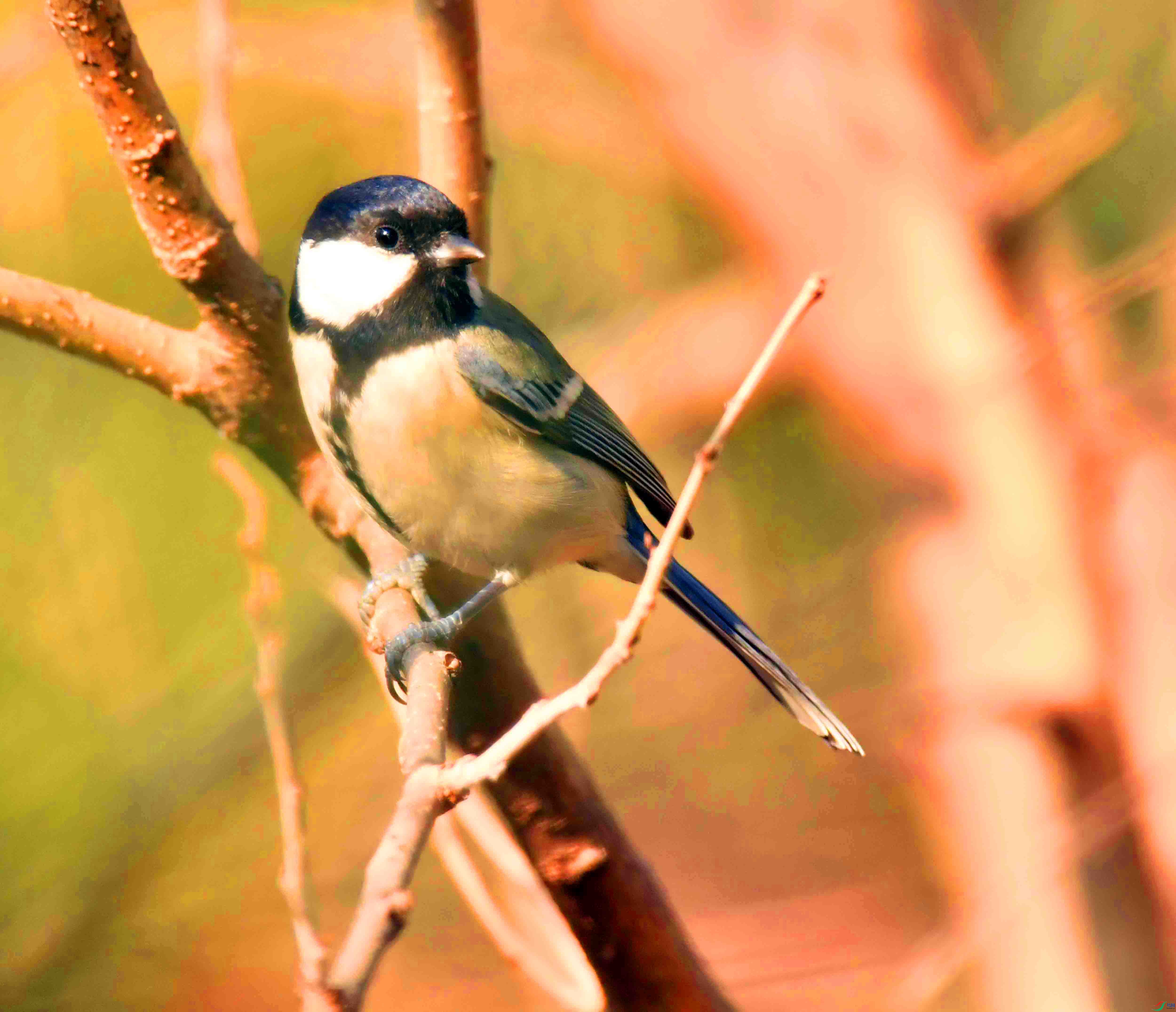 DSC_3323.JPG