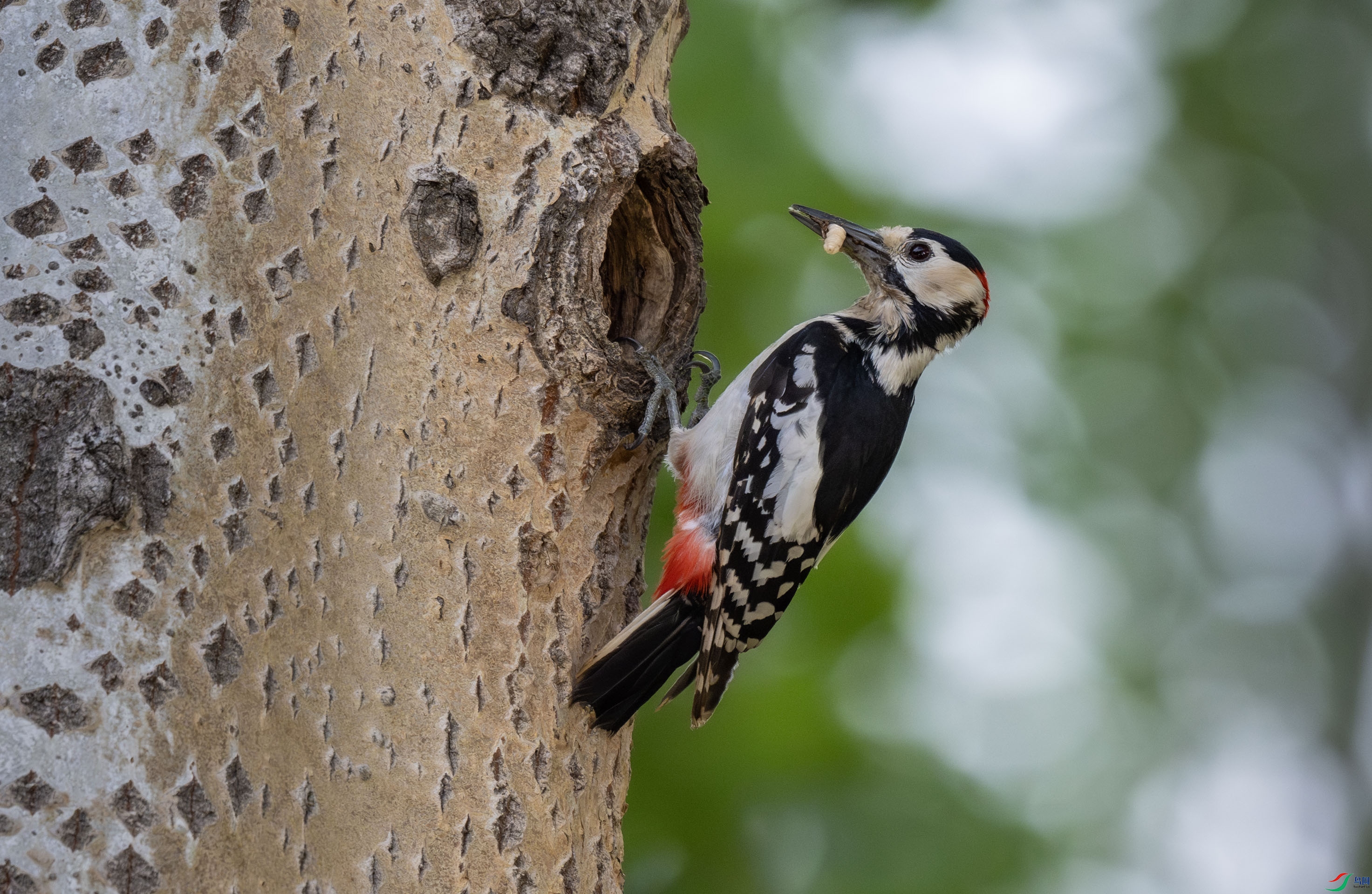 �����ľ��