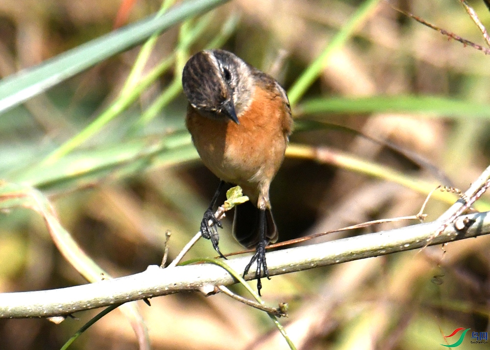 DSC_6039.jpg