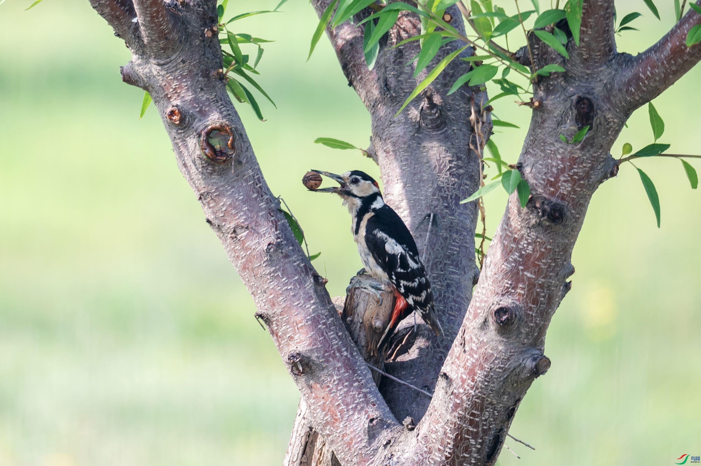 DSC_0814 ����.jpg