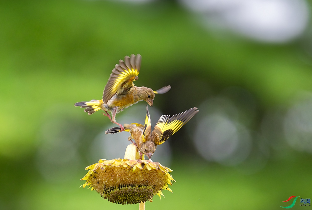 DSC_4057.jpg