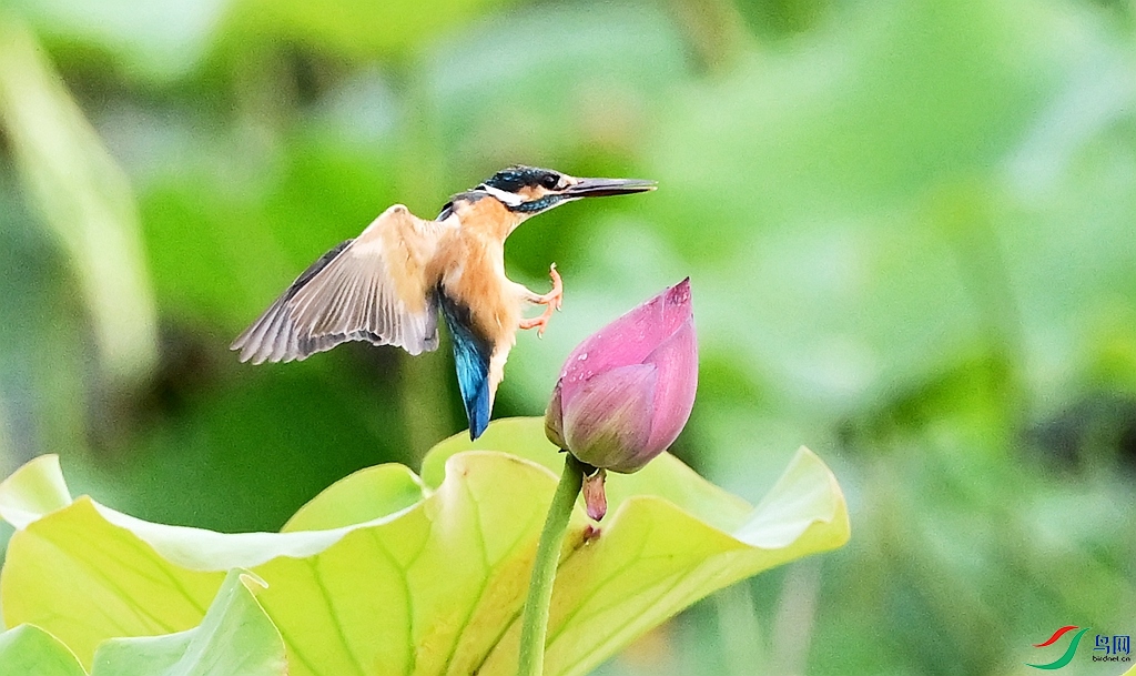 DSC_7045_����.jpg