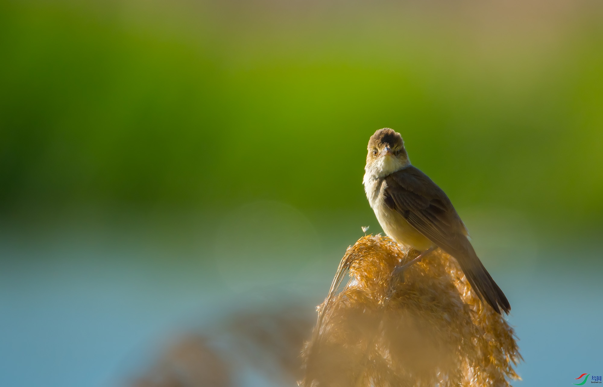 DSC_7320.jpg