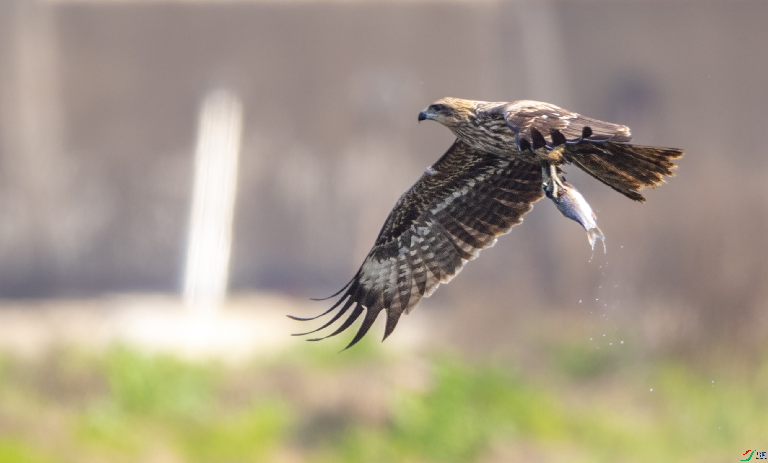 DSC_6554�ڶ��.JPG