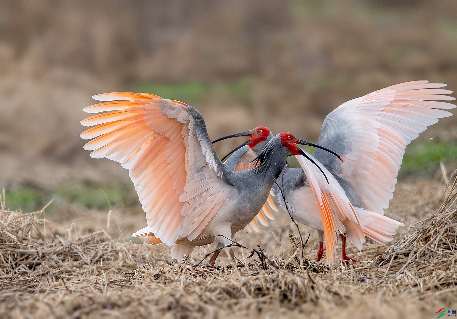 DSC_0605 ����_����_����.jpg