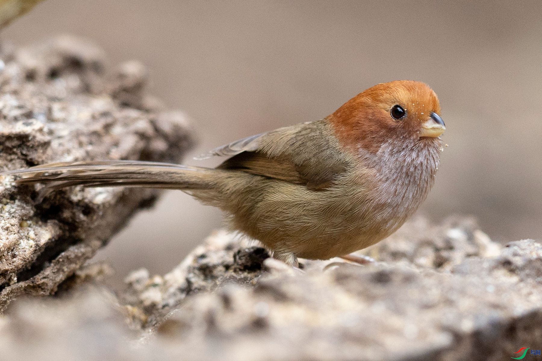 �ֳ�ѻȸ