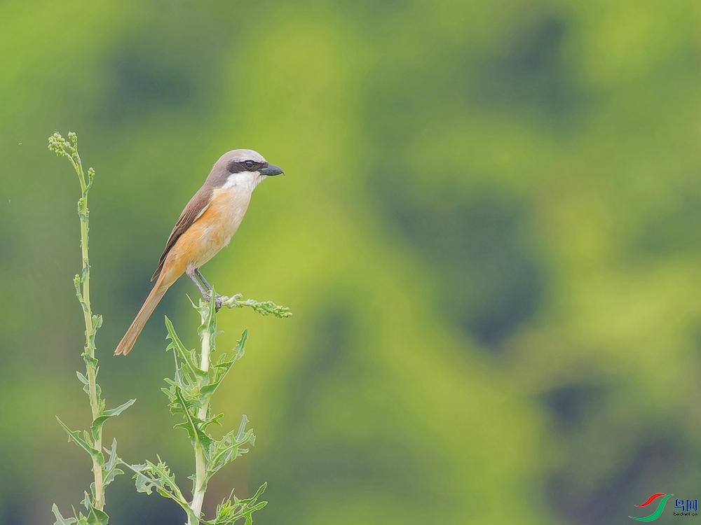 P6080017_DxO - ����.jpg