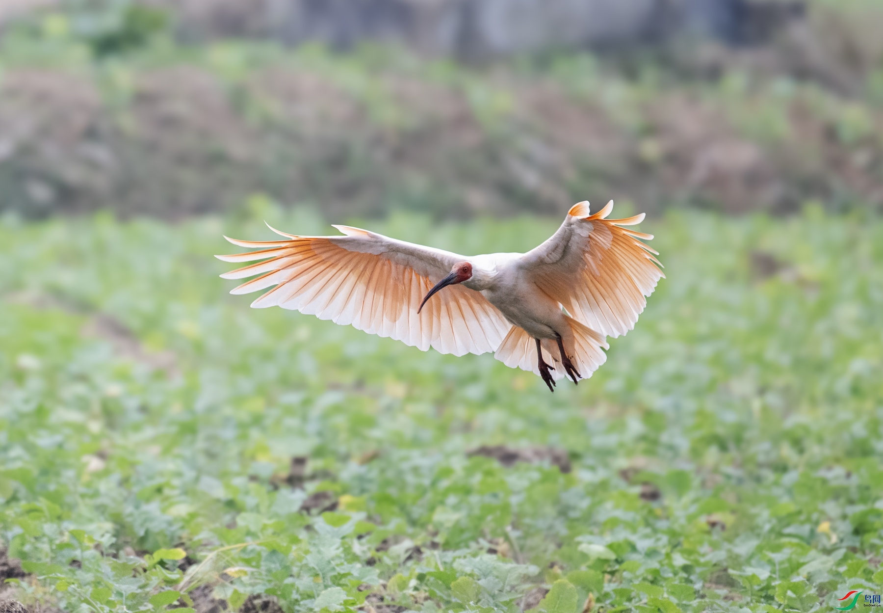 DSC_8493 ����_����.jpg