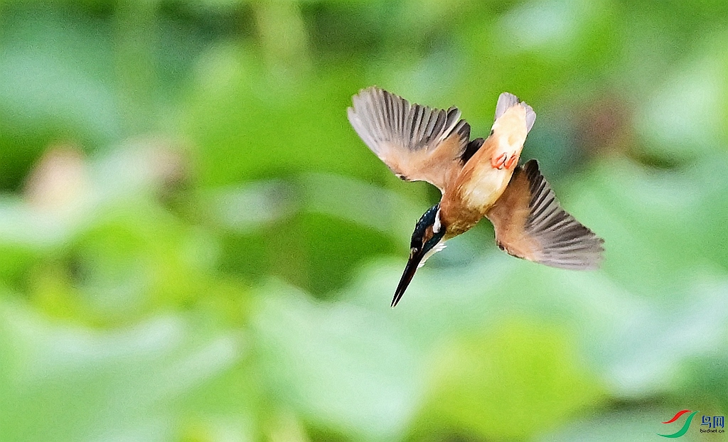 DSC_7021_����.jpg