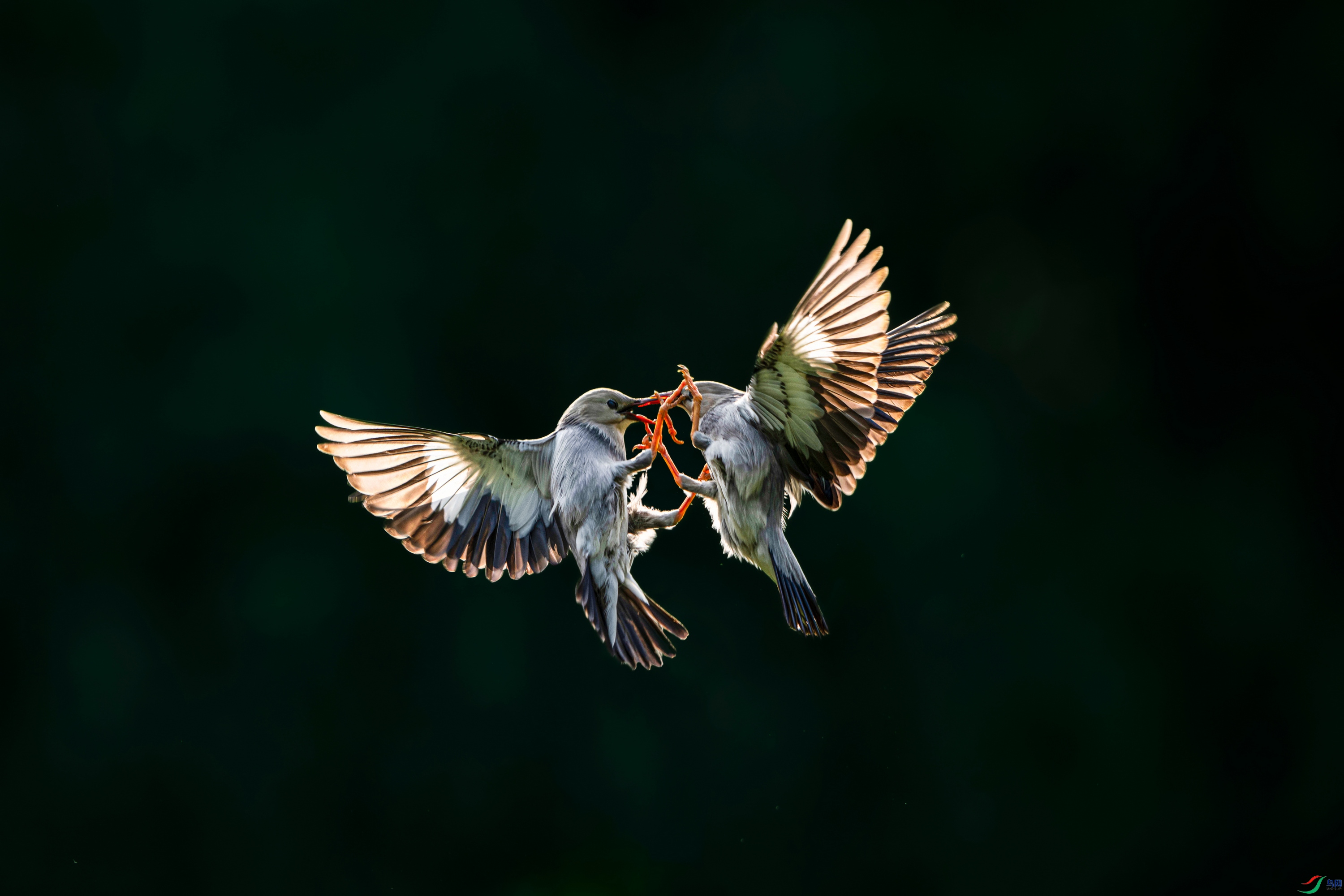 DSC_7046.jpg