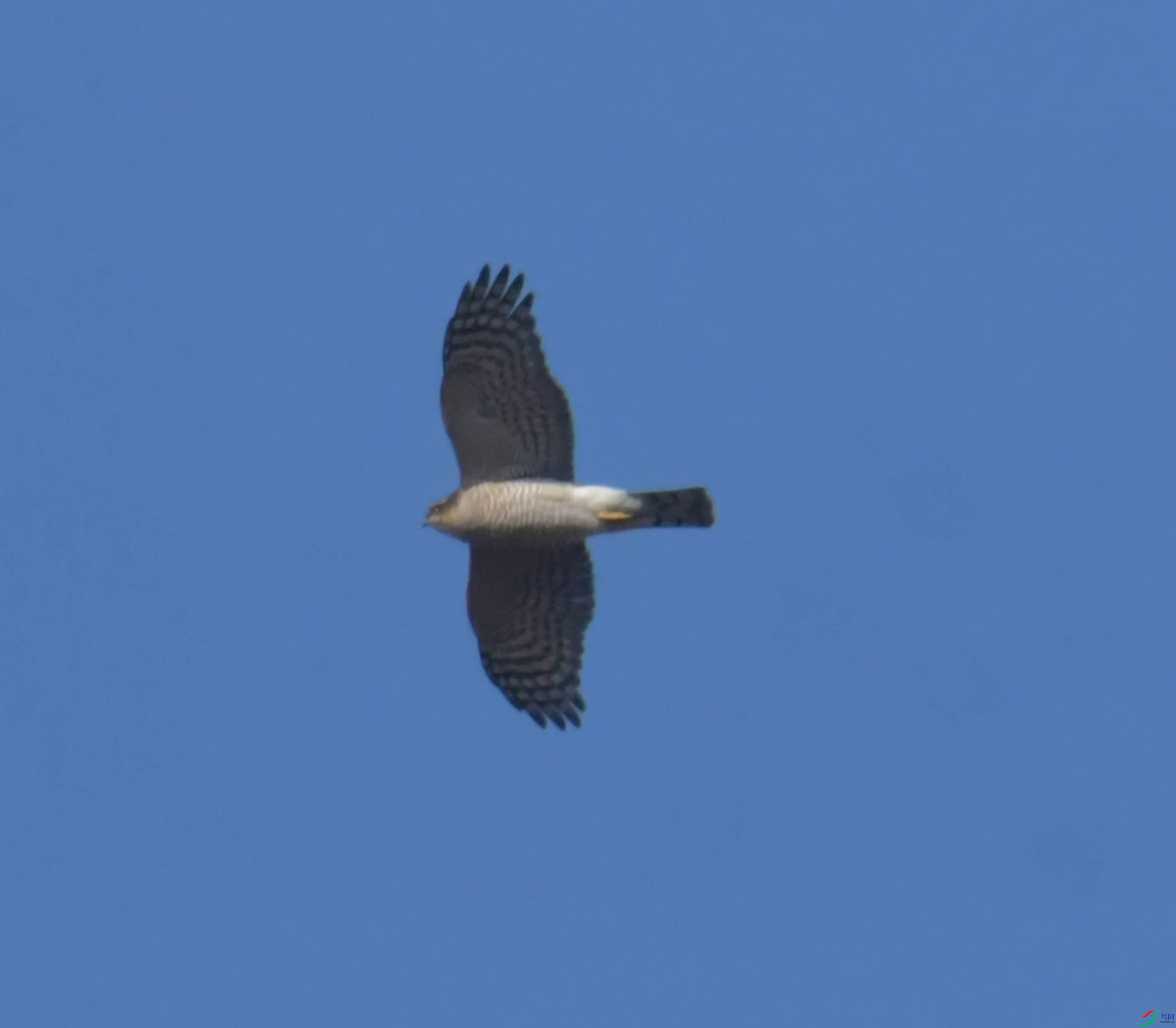 DSC_1597.JPG