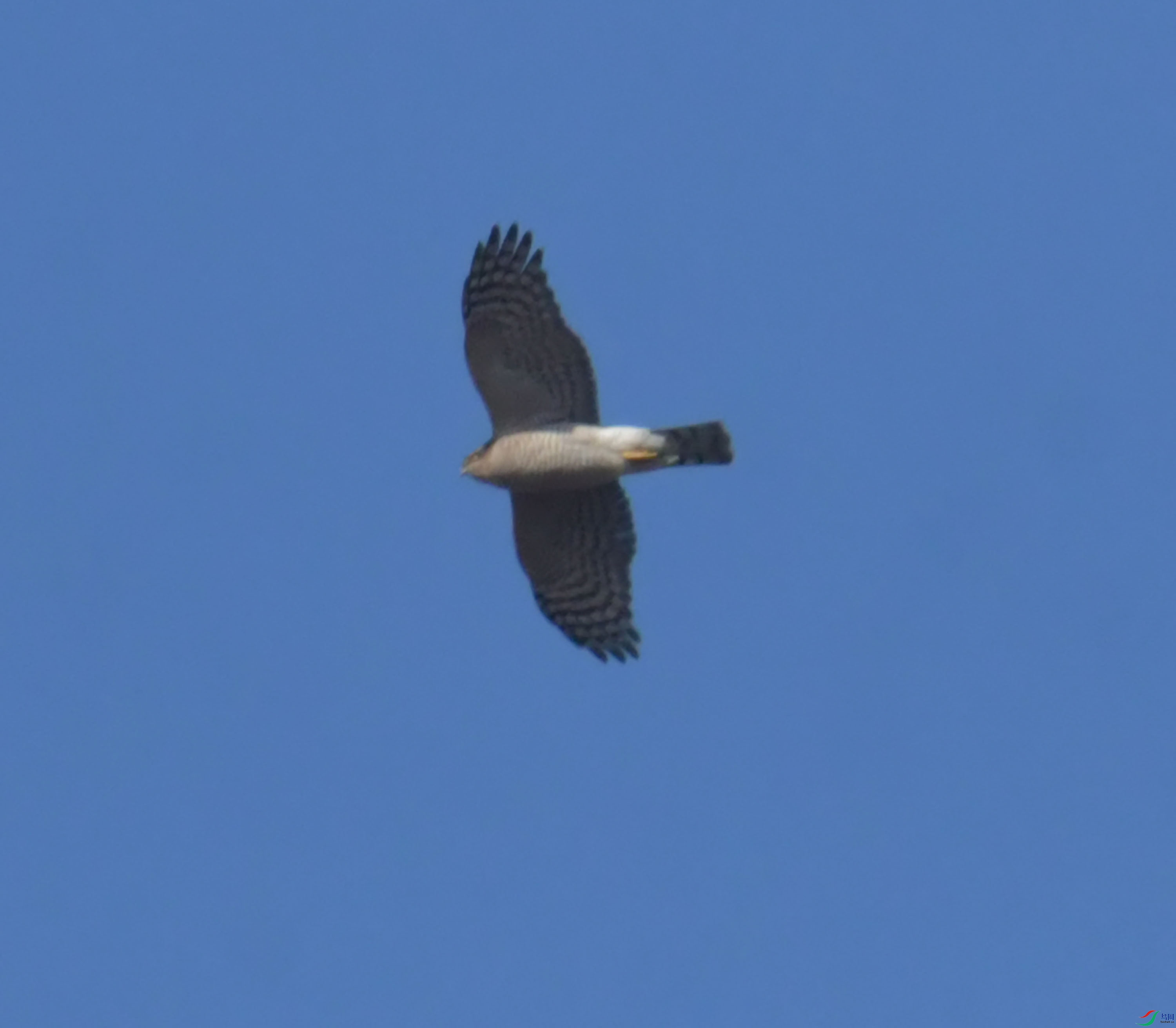 DSC_1598.JPG