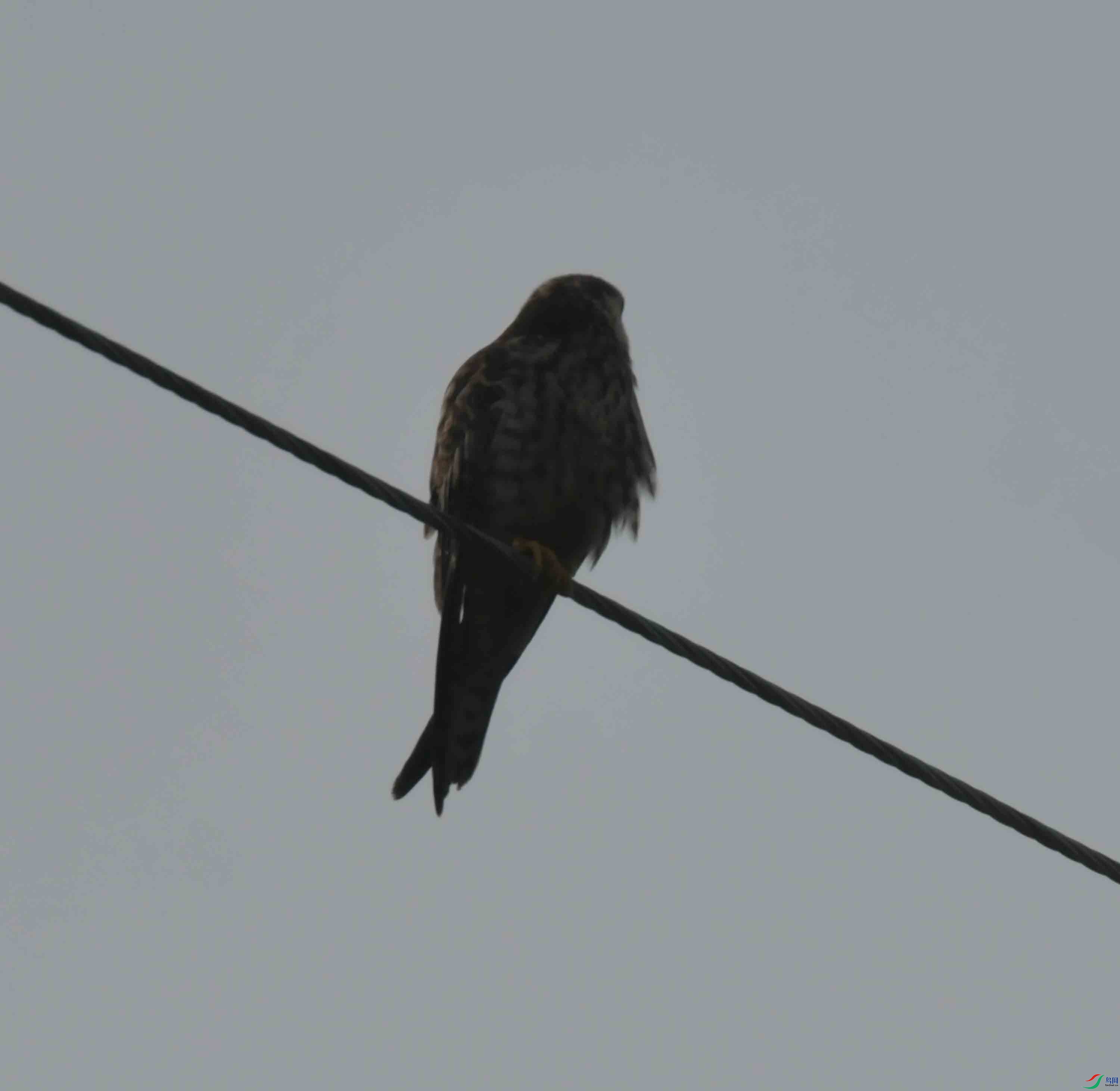 DSC_2237.JPG