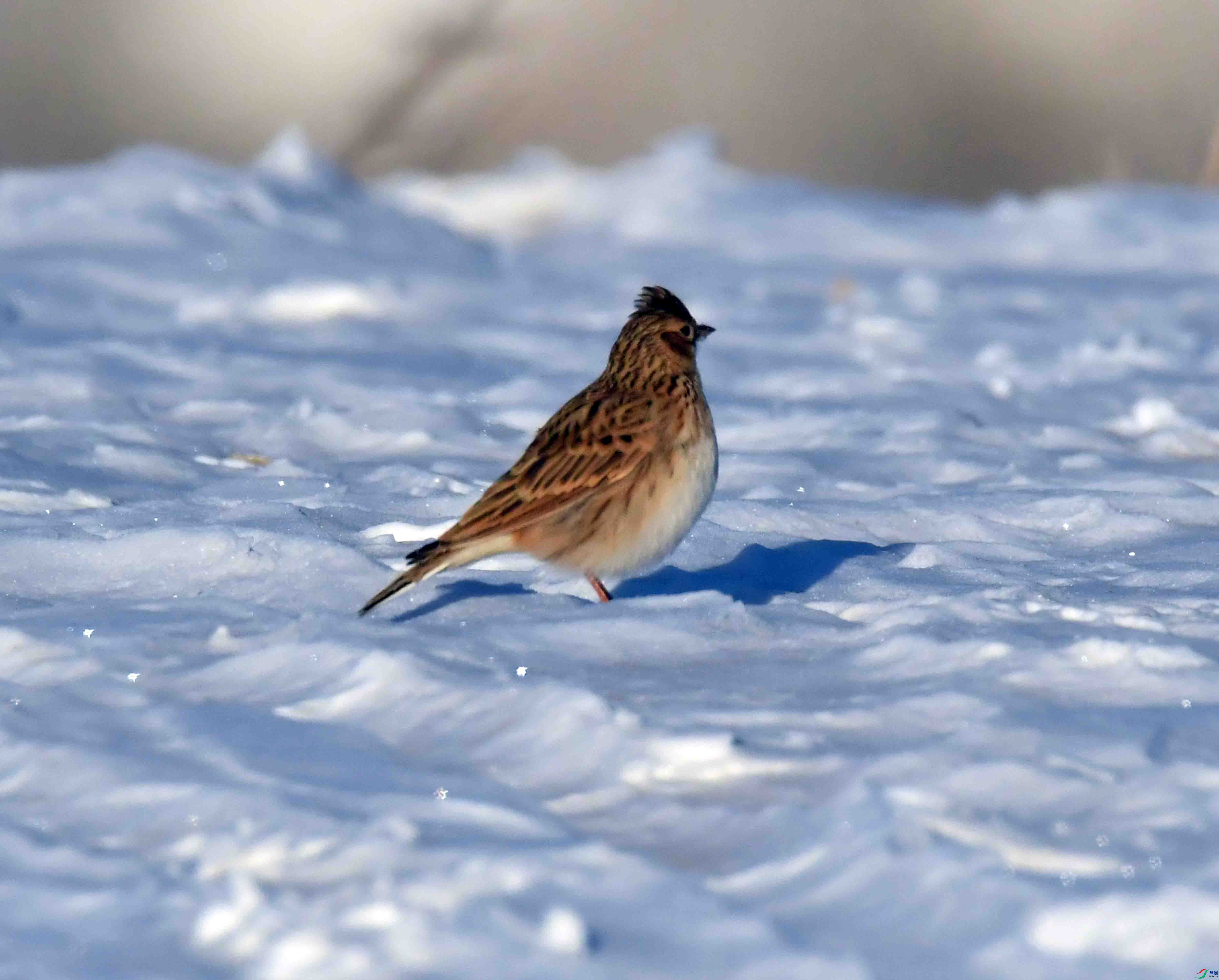 DSC_1392.JPG