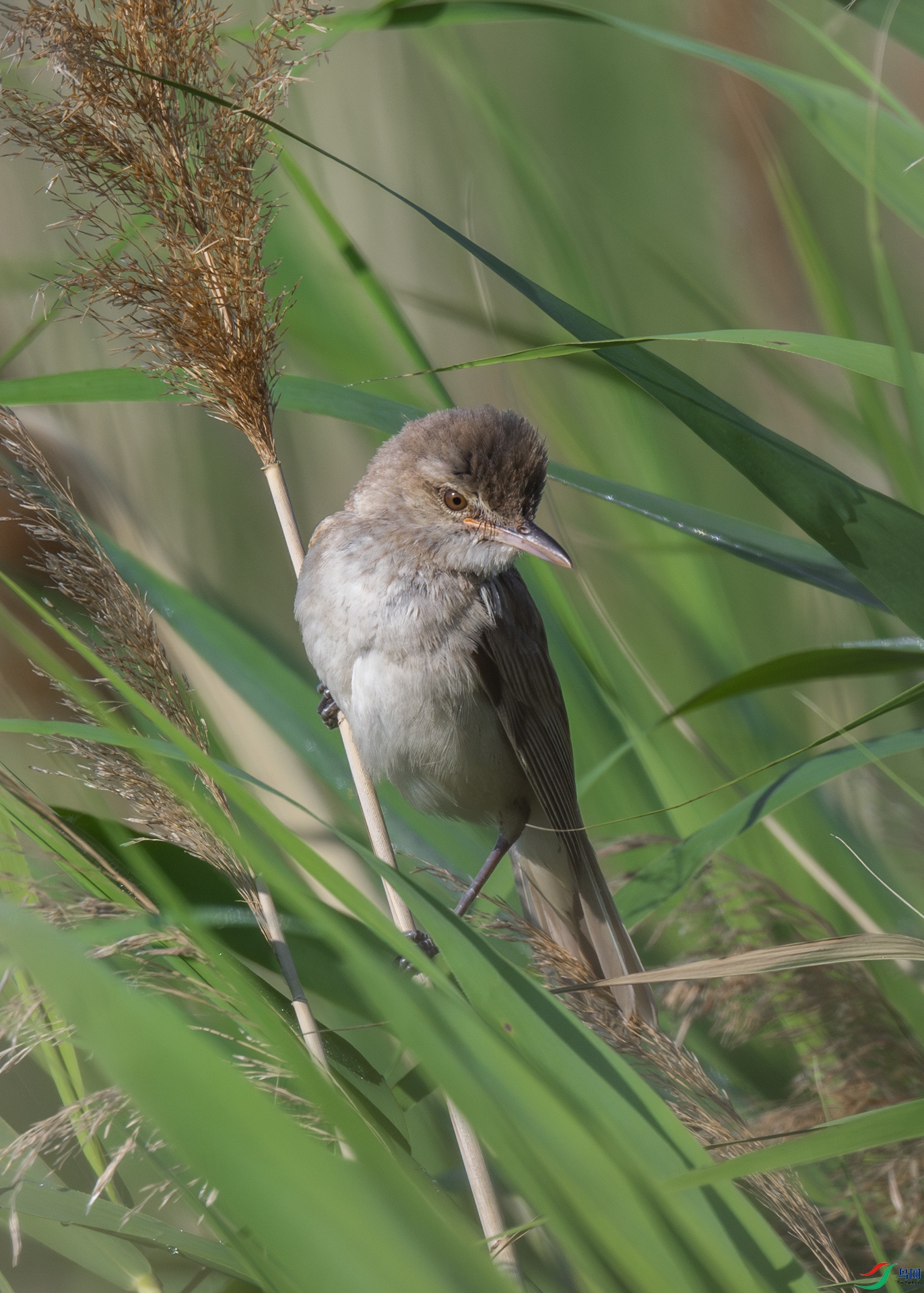 ������έݺ