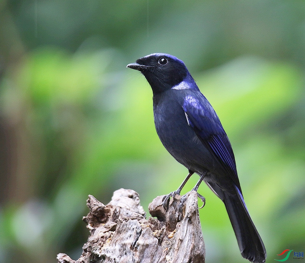 ���� 0F4A1628����Ұɽ�Ĵ��ɡ�������.JPG