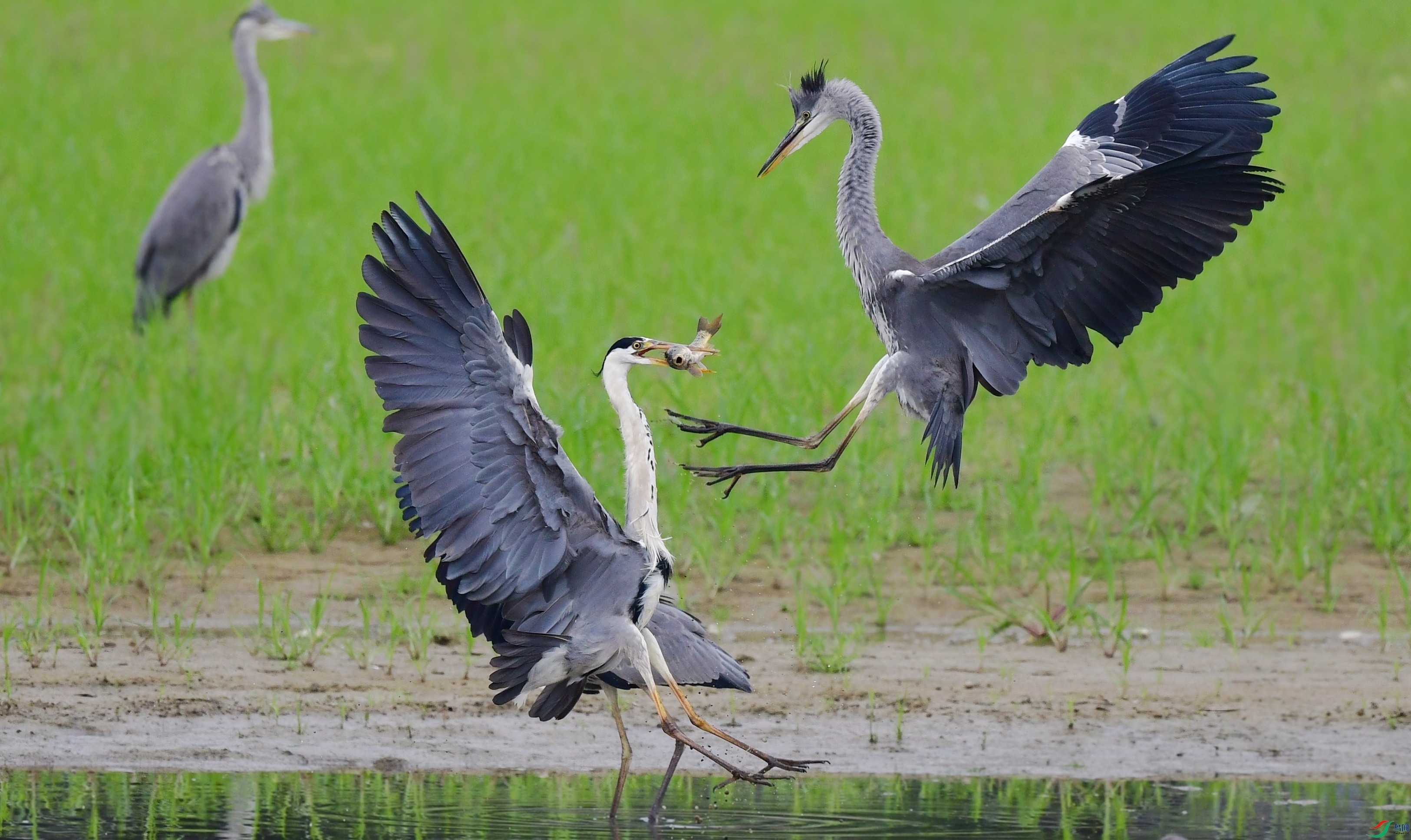 DSC_0841_conew6.jpg
