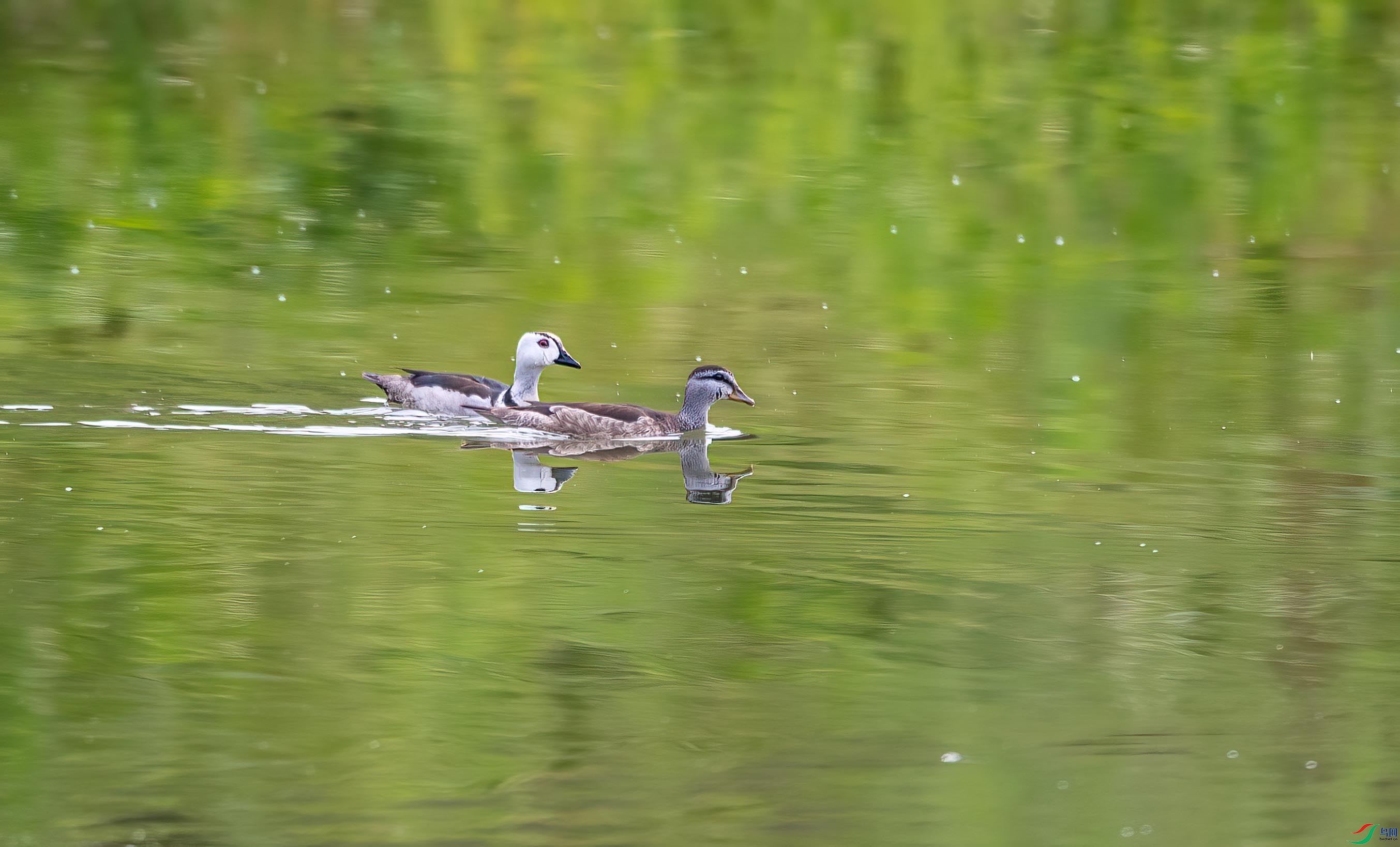 DSC_7515 ����.jpg