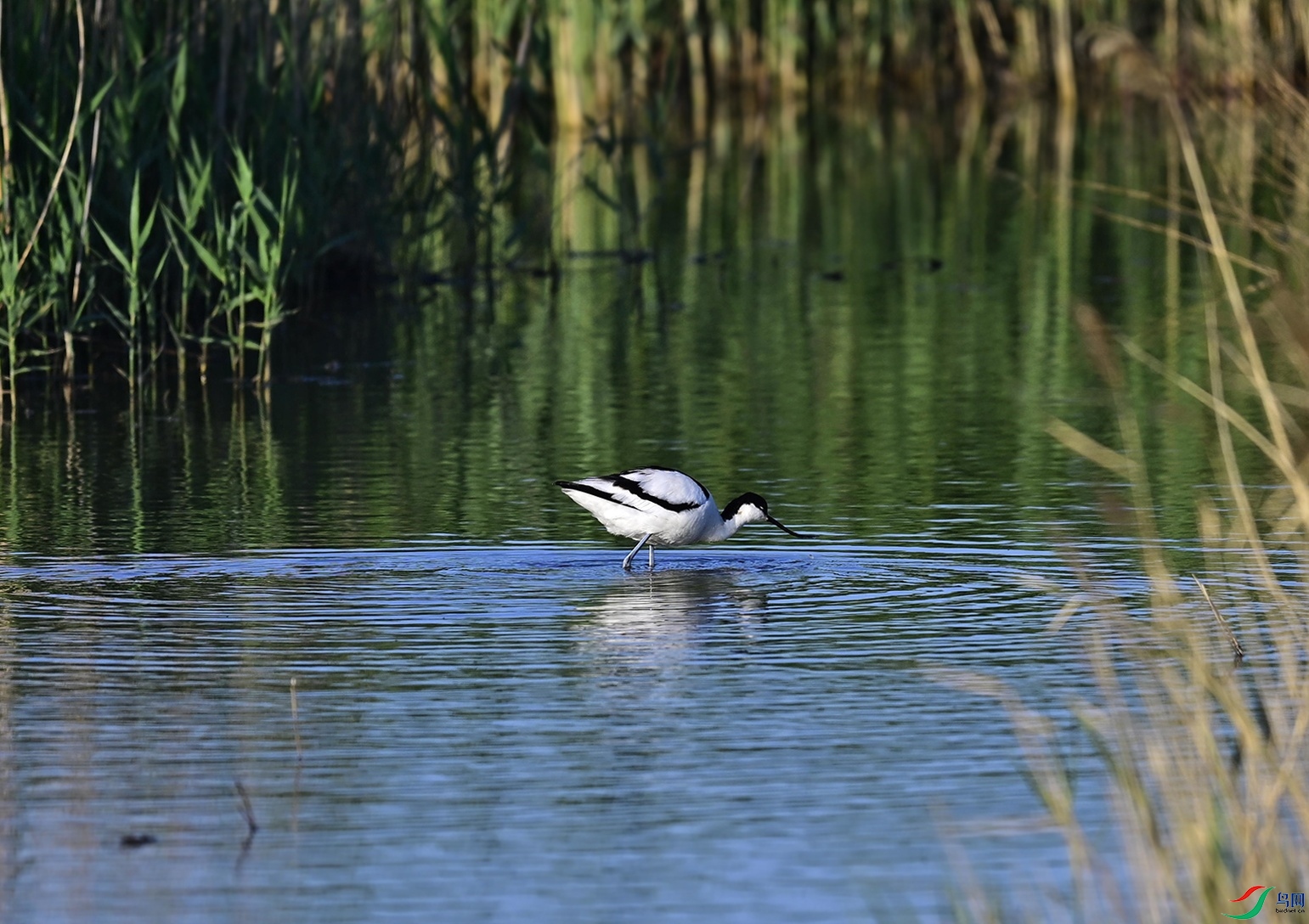 _DSC7663f.jpg