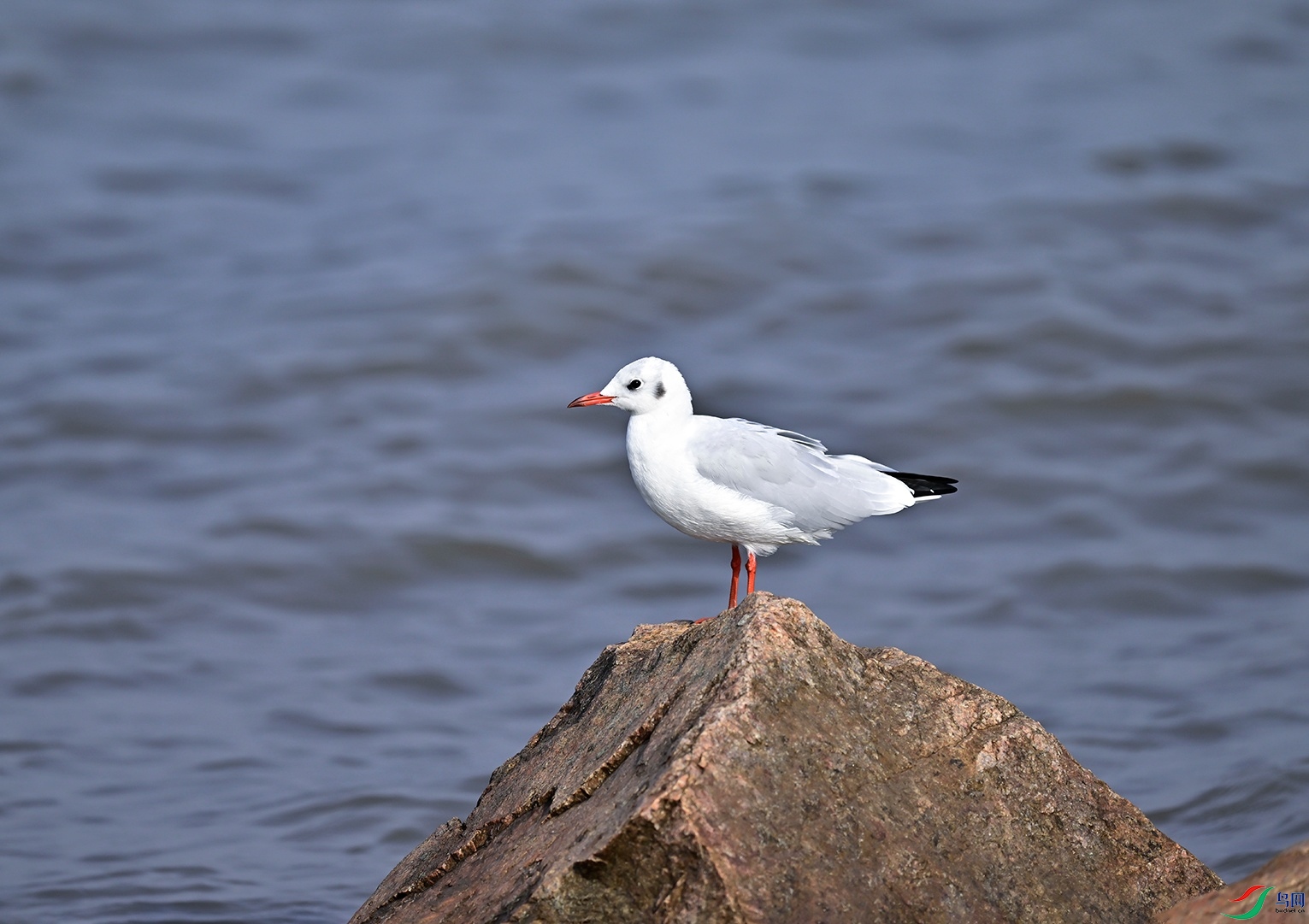 _DSC6360f.jpg