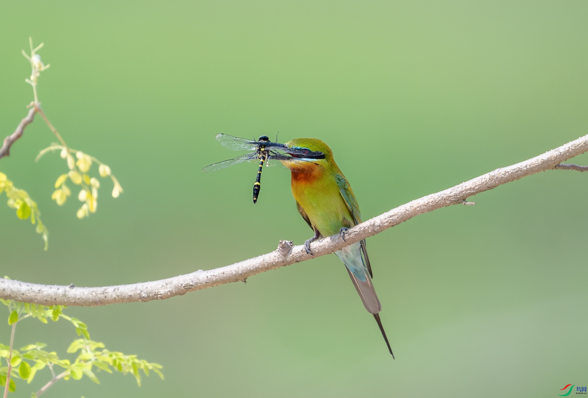 DSC_8525-1.jpg