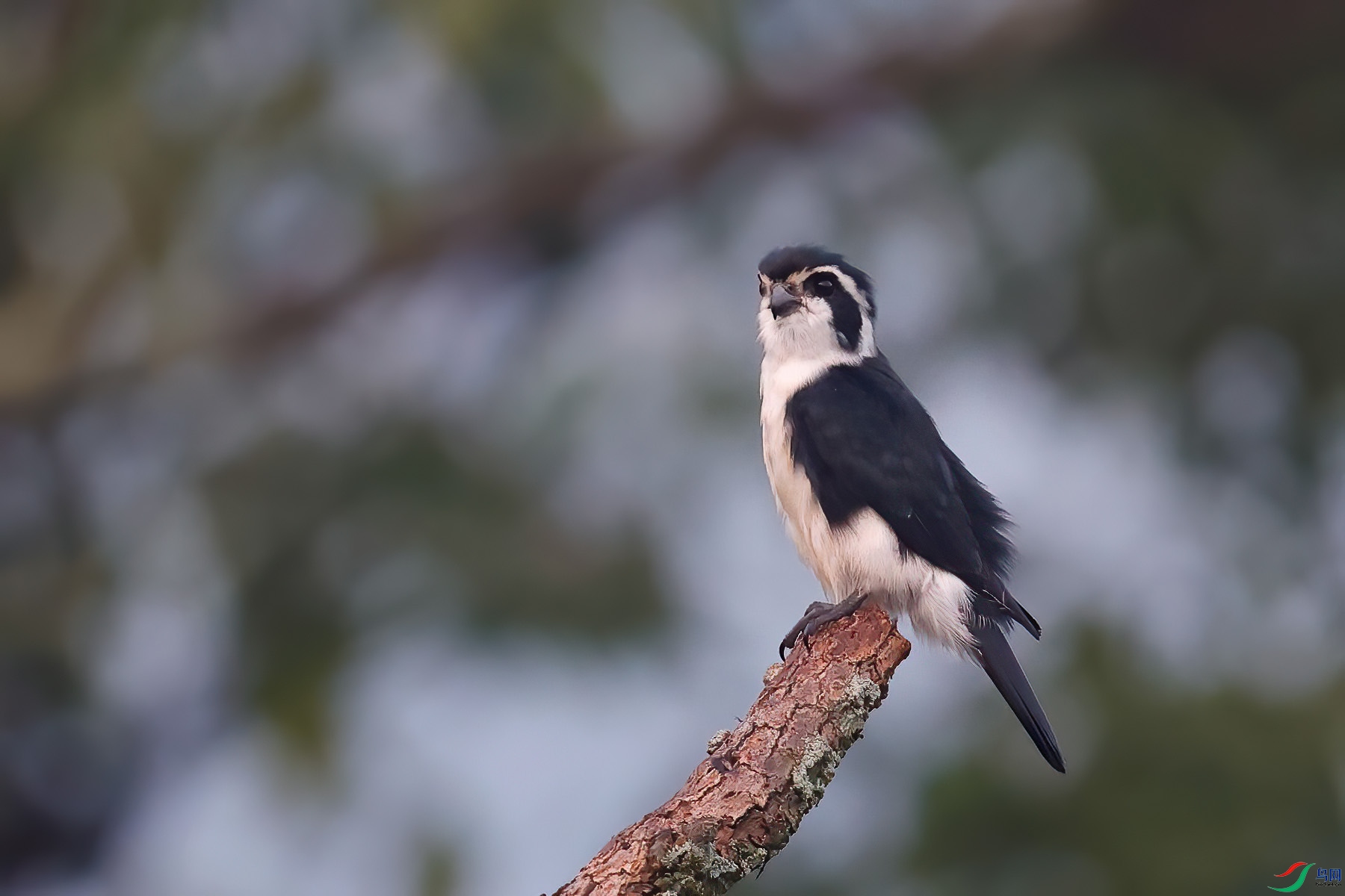 ����С��