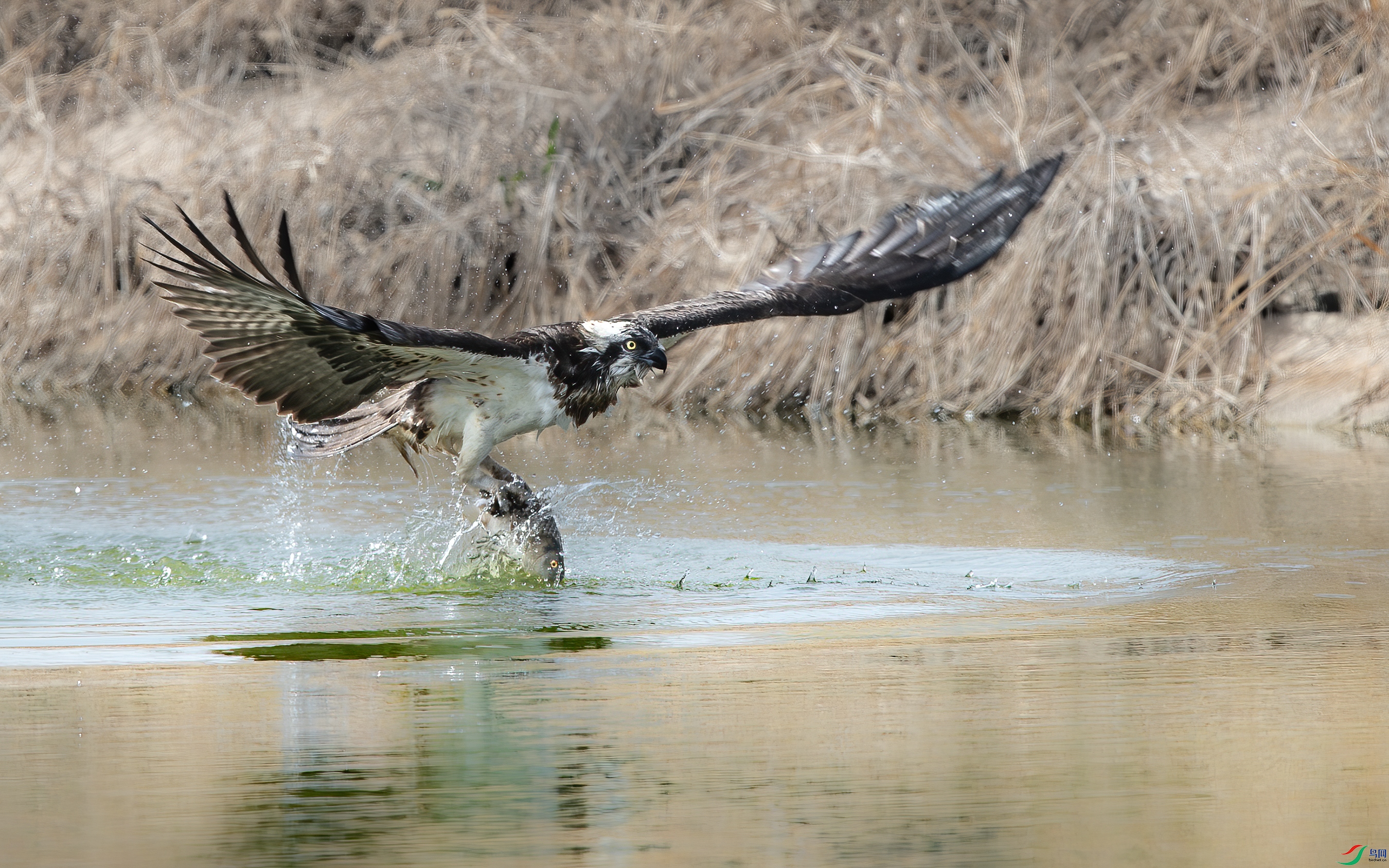 AY8I0099--1 ����.jpg