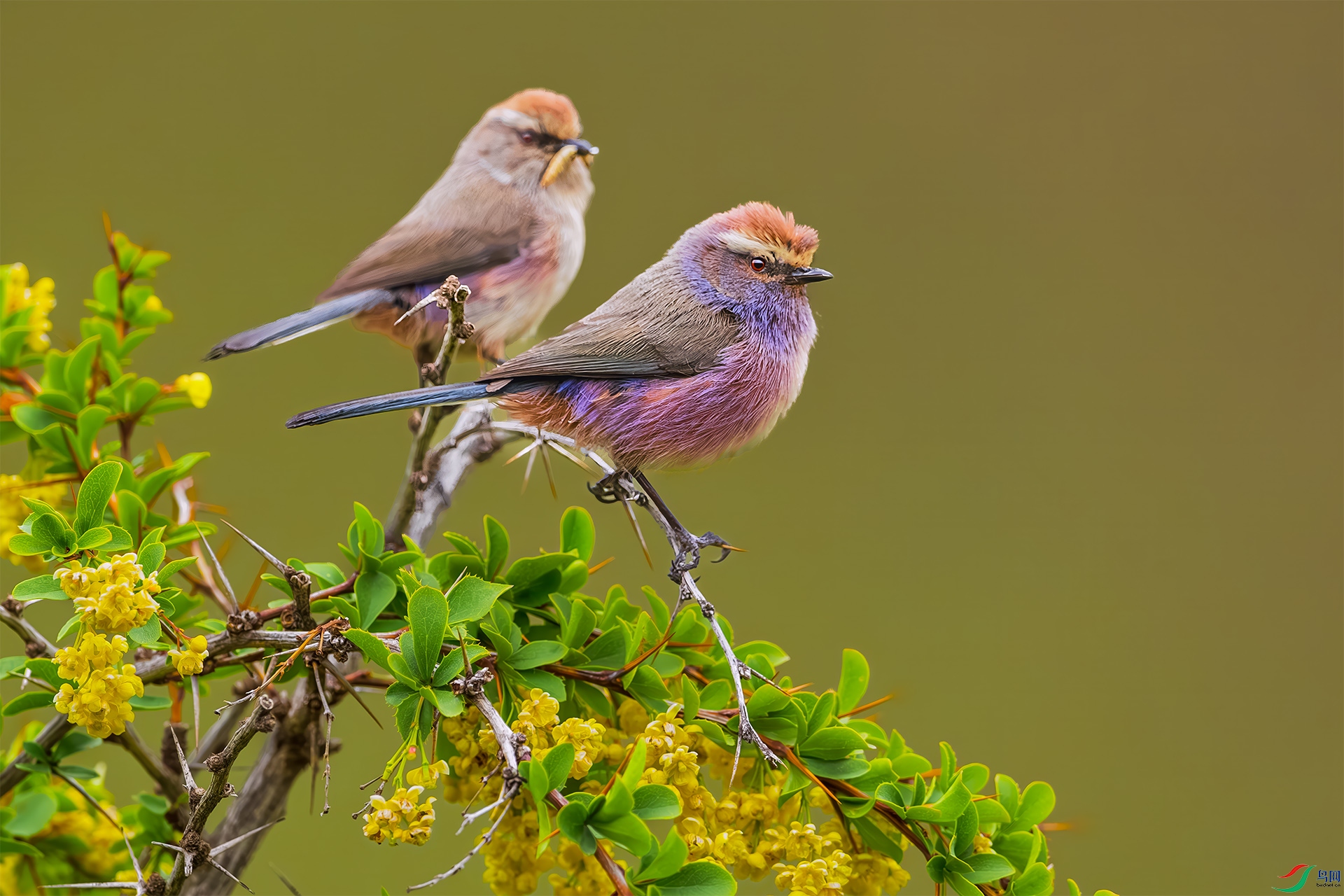 ����ȸݺ��ĸͬ��