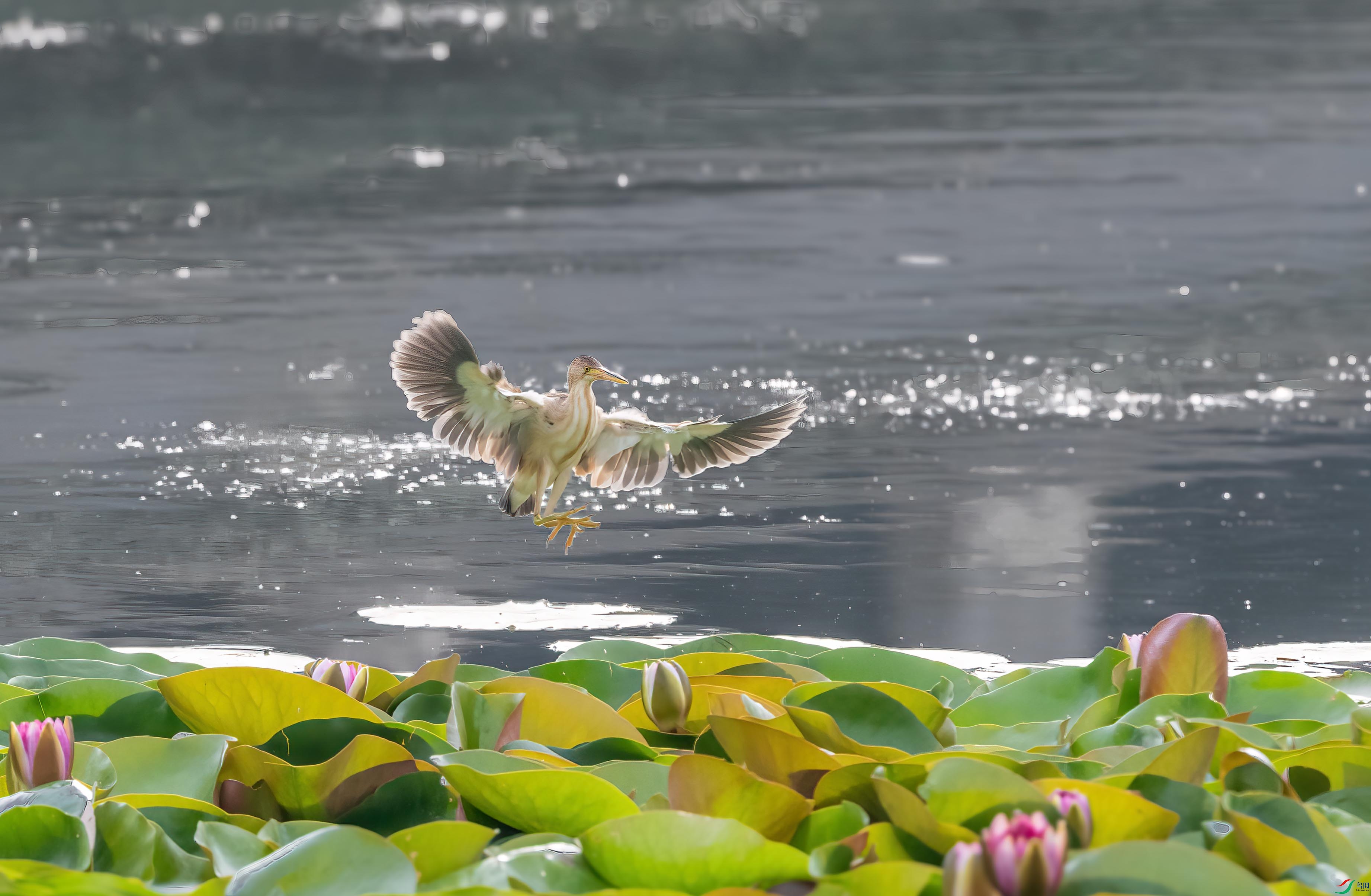 DSC_7397 ����.jpg