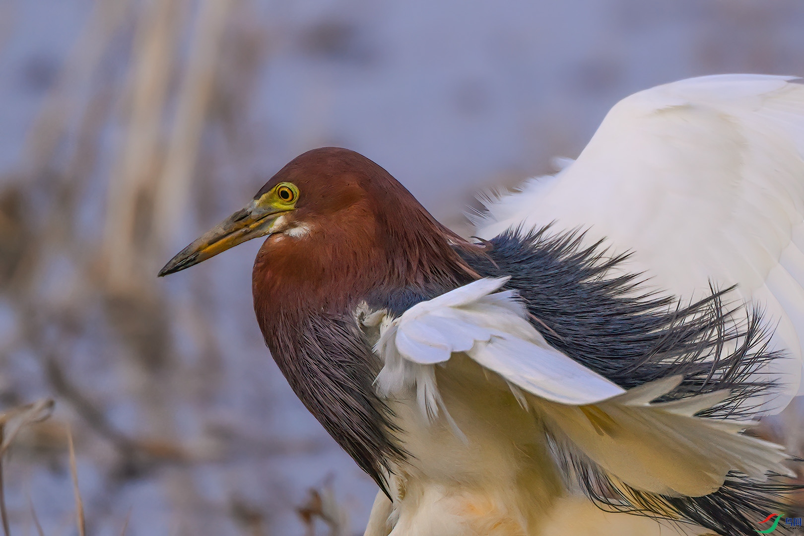 DSC_5518.jpg
