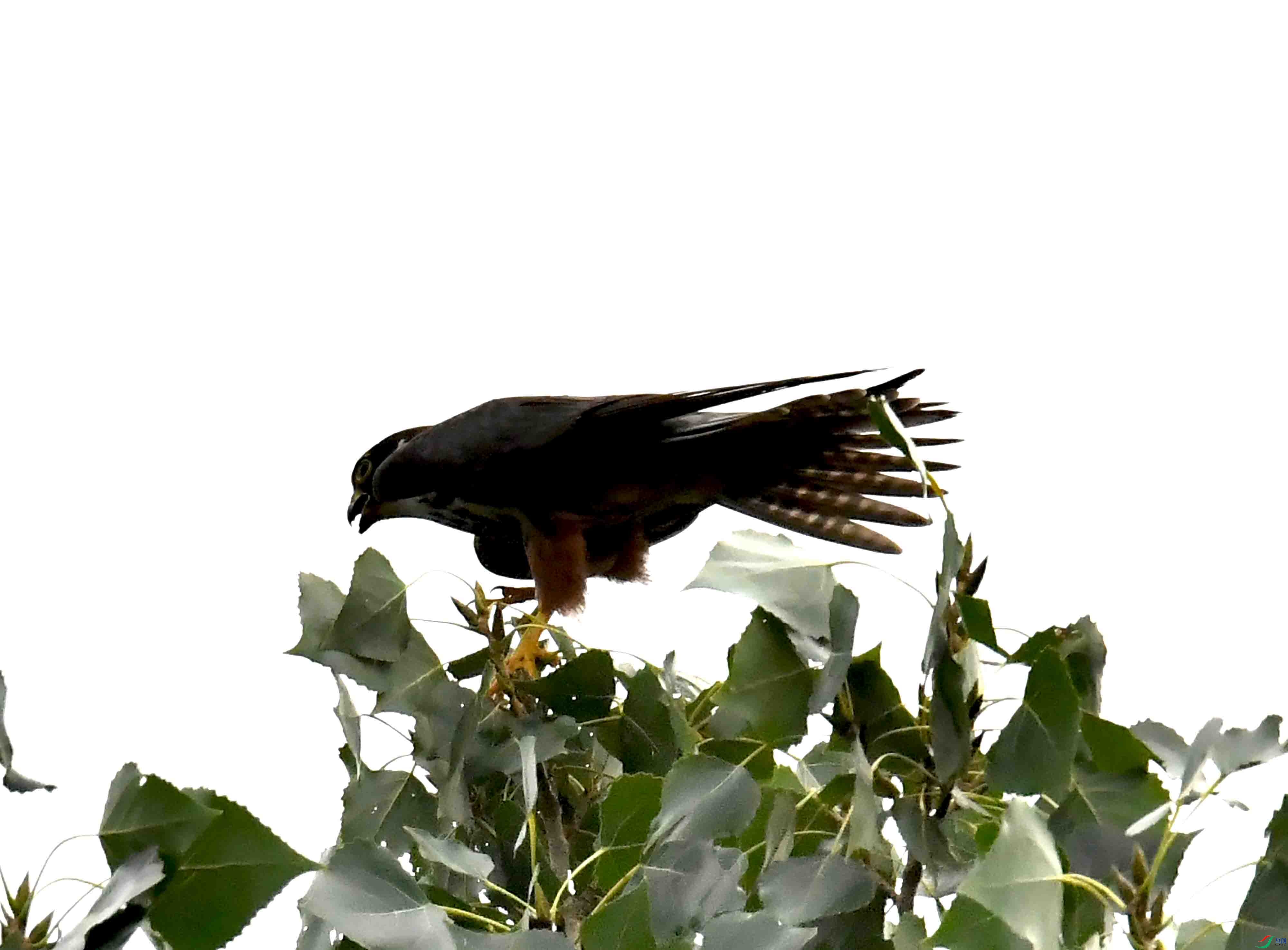 DSC_5303.JPG