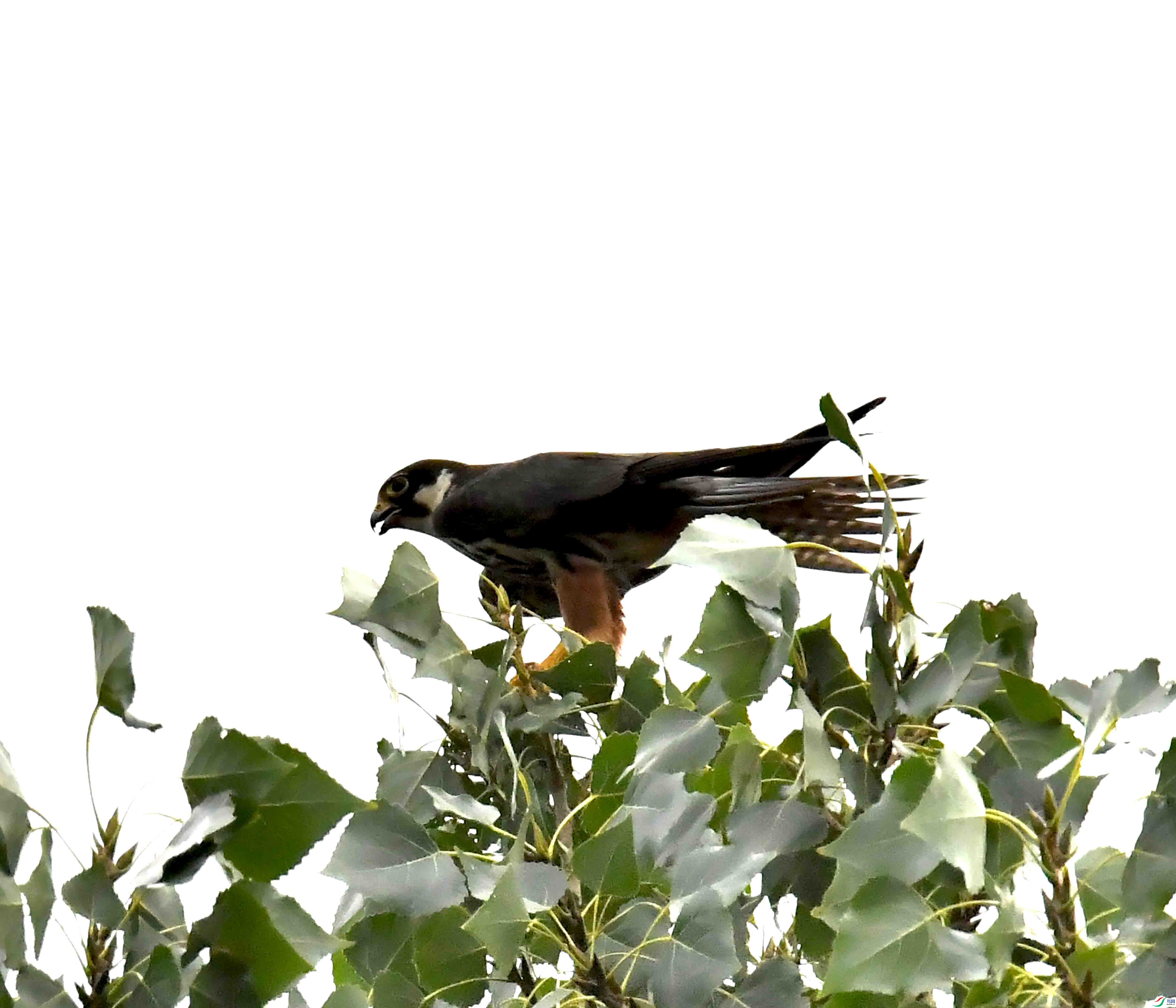 DSC_5301.JPG