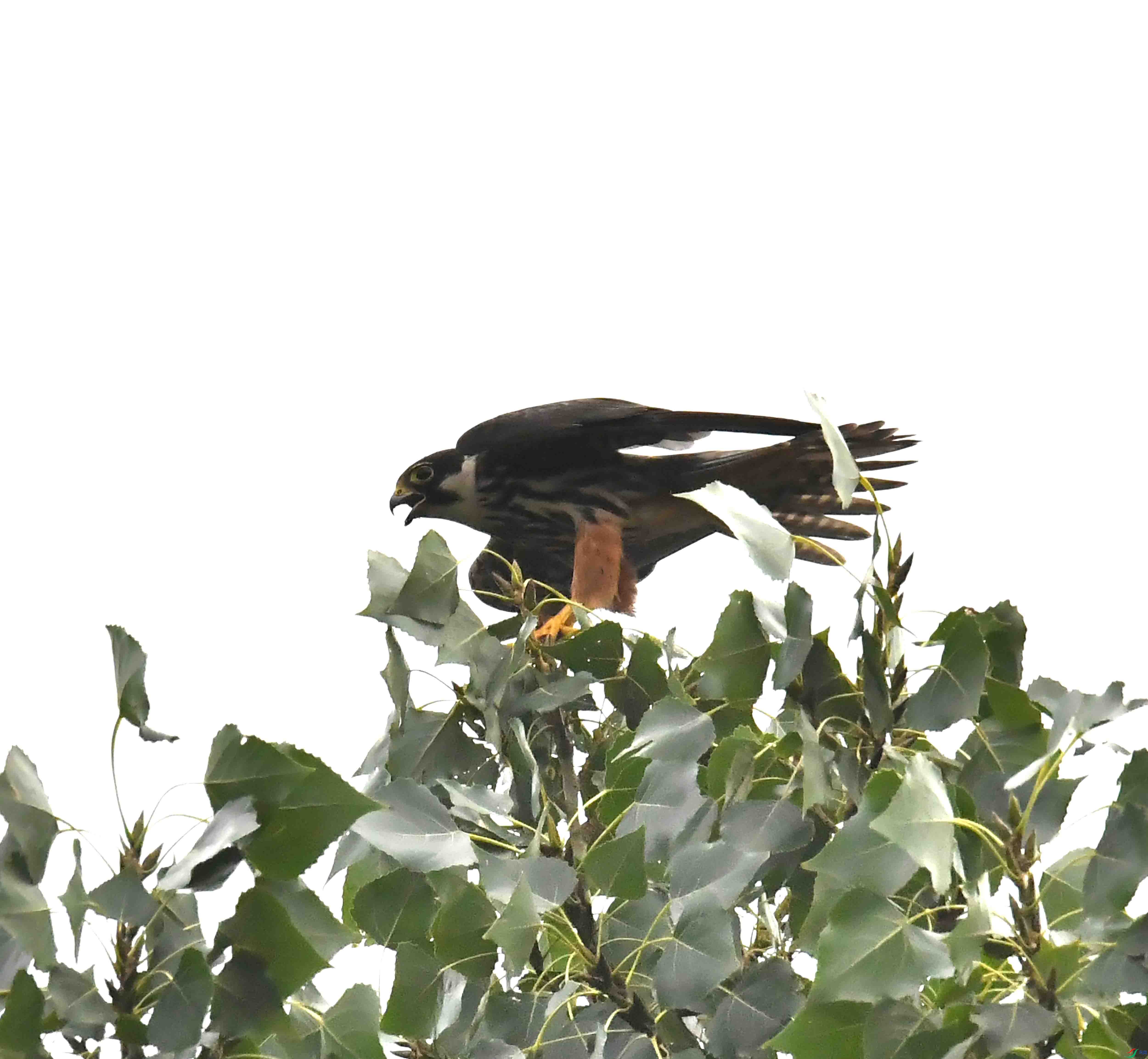 DSC_5305.JPG