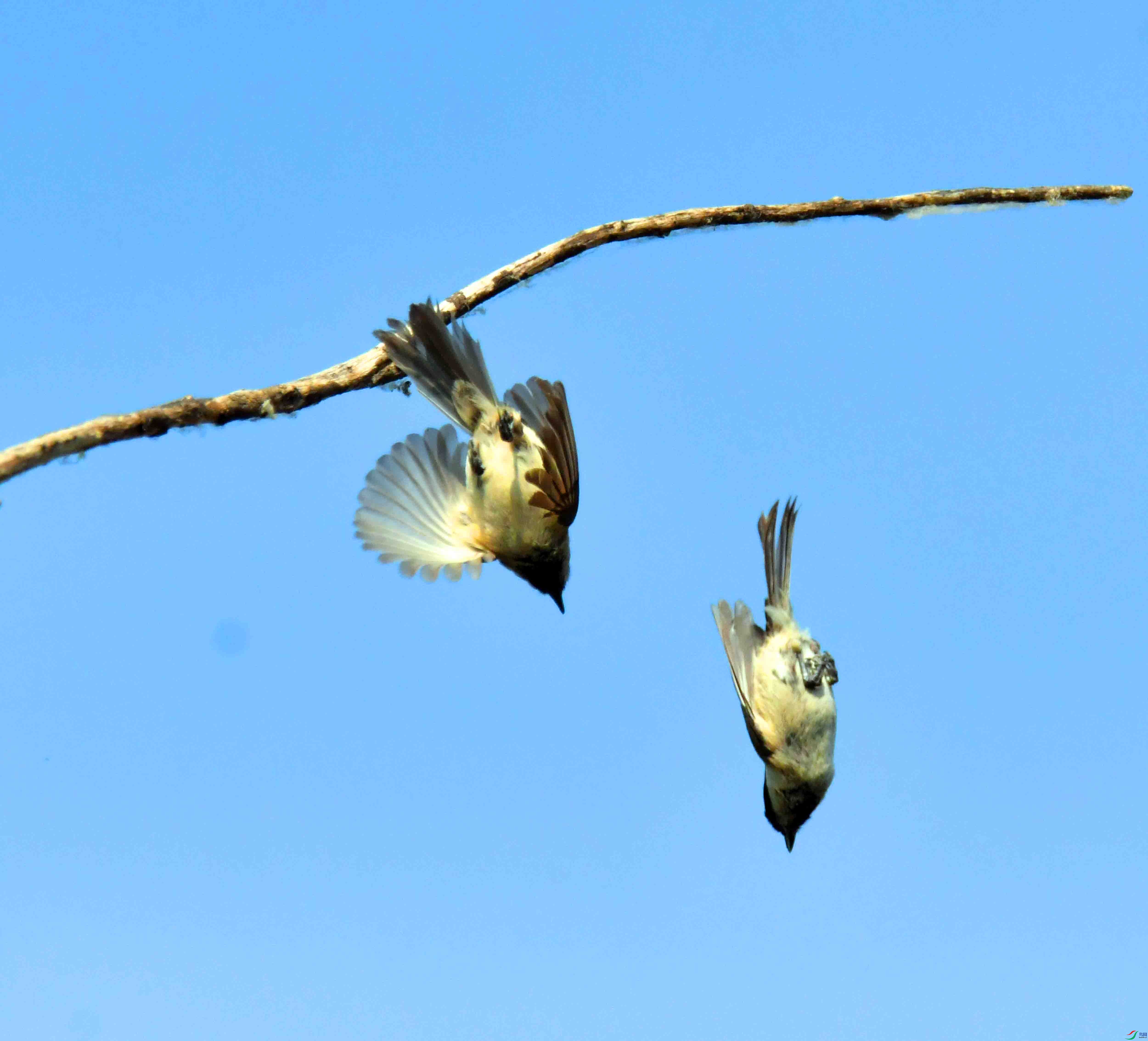 DSC_2099.JPG
