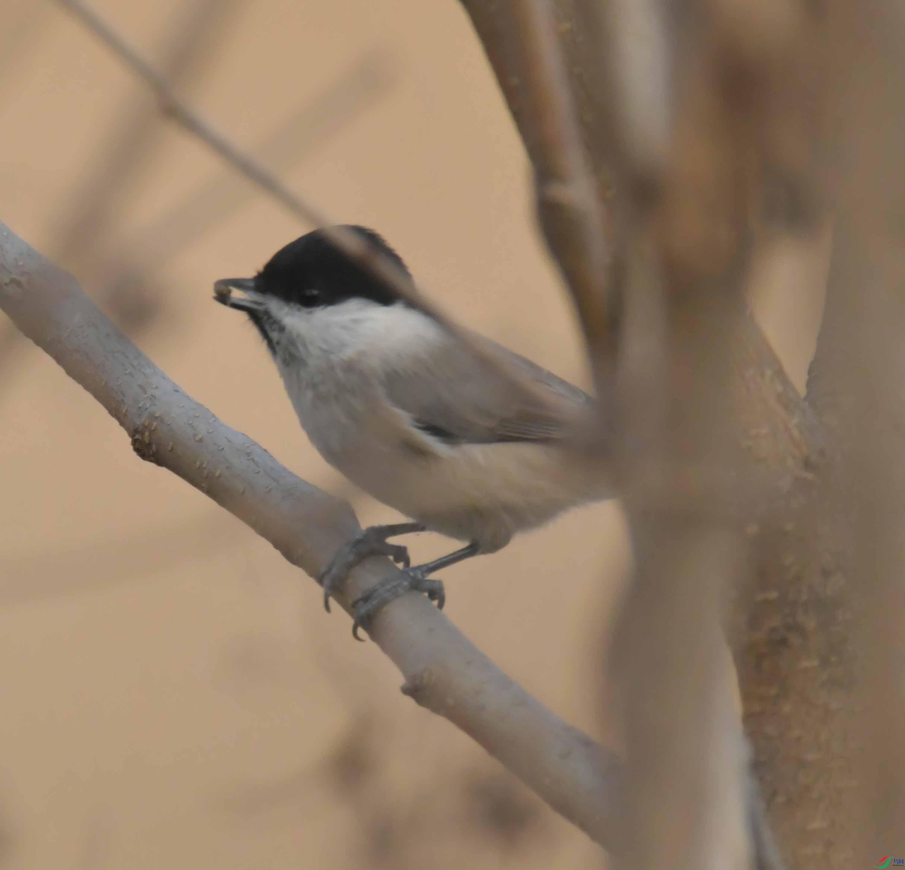 DSC_2367.JPG